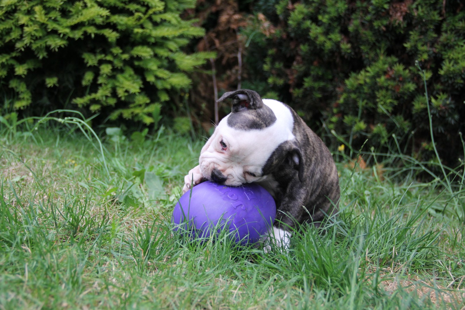 Jolly Egg Paars S (20 cm) 2025 Jolly Egg Paars S (20 cm) - Afbeelding 3