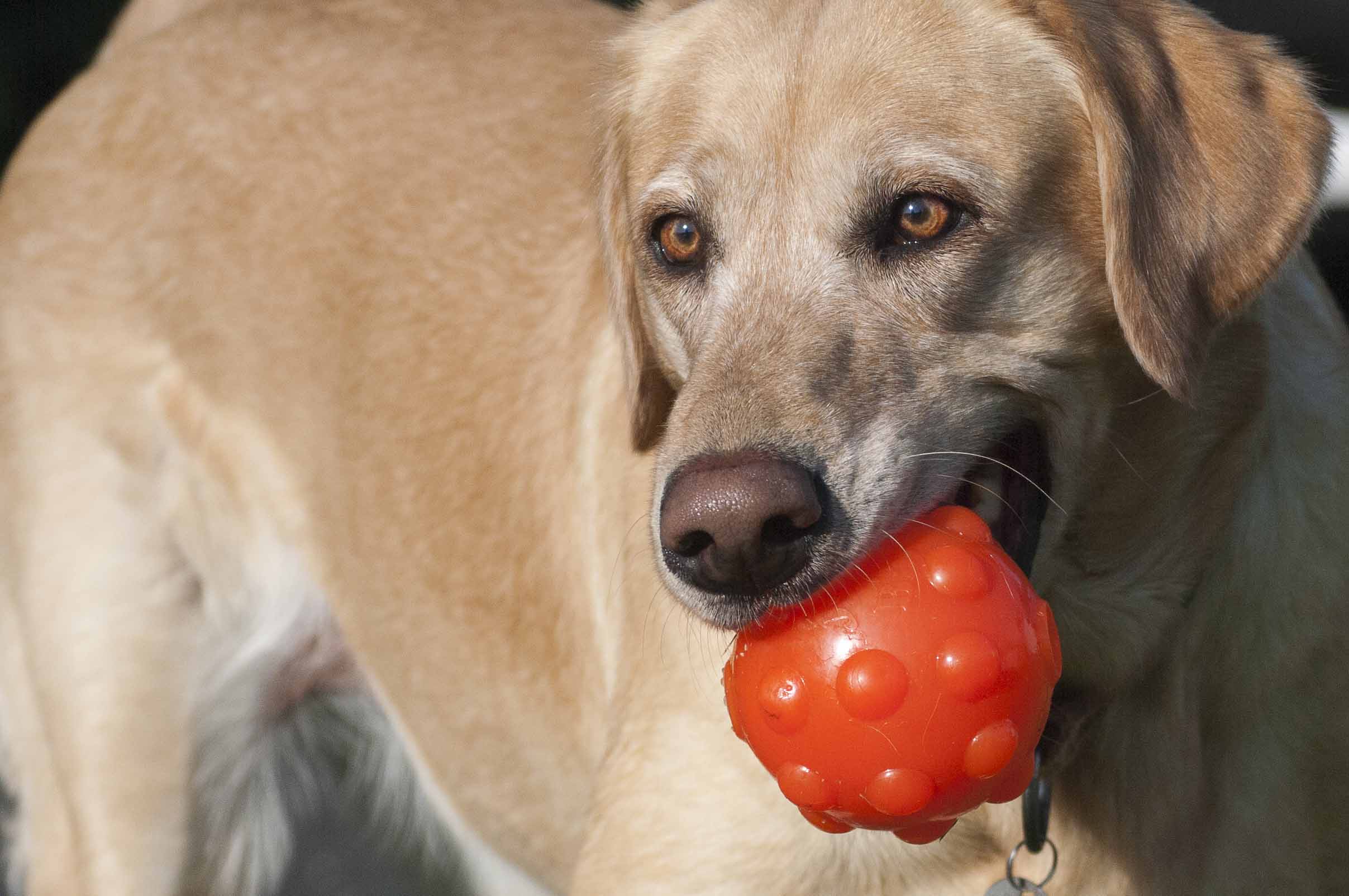 Jolly Jumper Oranje S (7,6 cm) 2025 Jolly Jumper Oranje S (7,6 cm) - Afbeelding 5