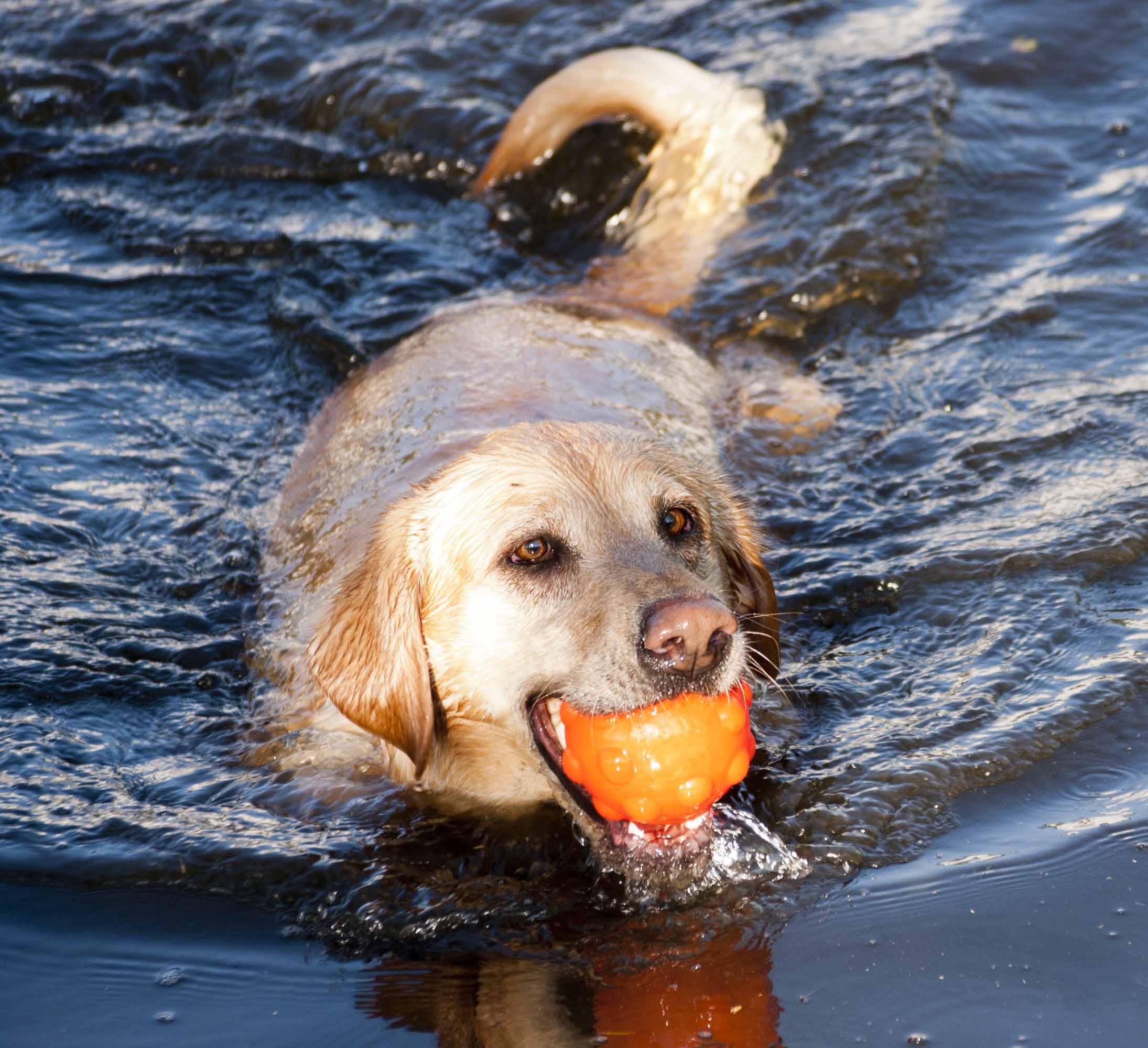 Jolly Jumper Oranje S (7,6 cm) 2025 Jolly Jumper Oranje S (7,6 cm) - Afbeelding 6