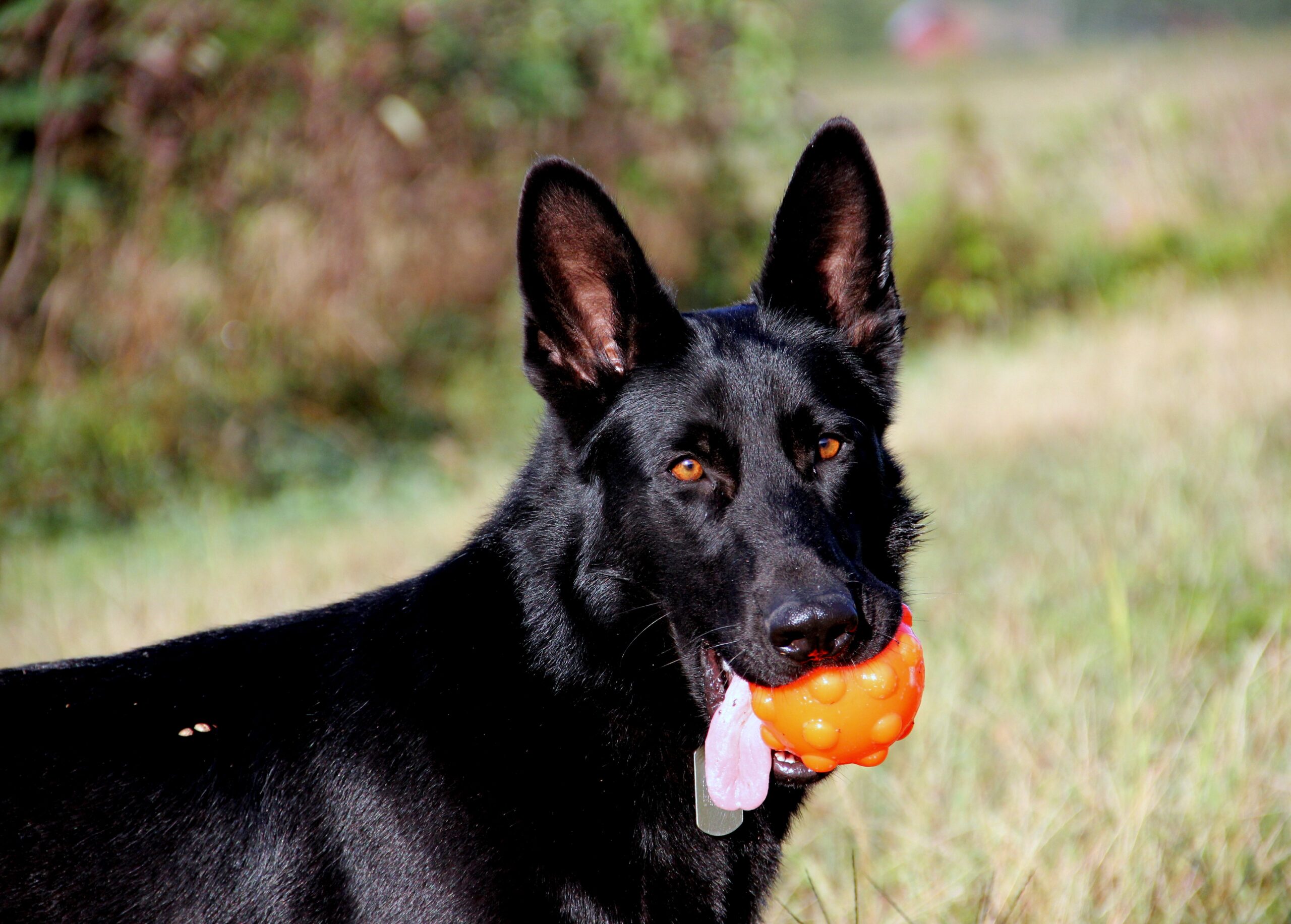 Jolly Jumper Oranje S (7,6 cm) 2025 Jolly Jumper Oranje S (7,6 cm) - Afbeelding 3