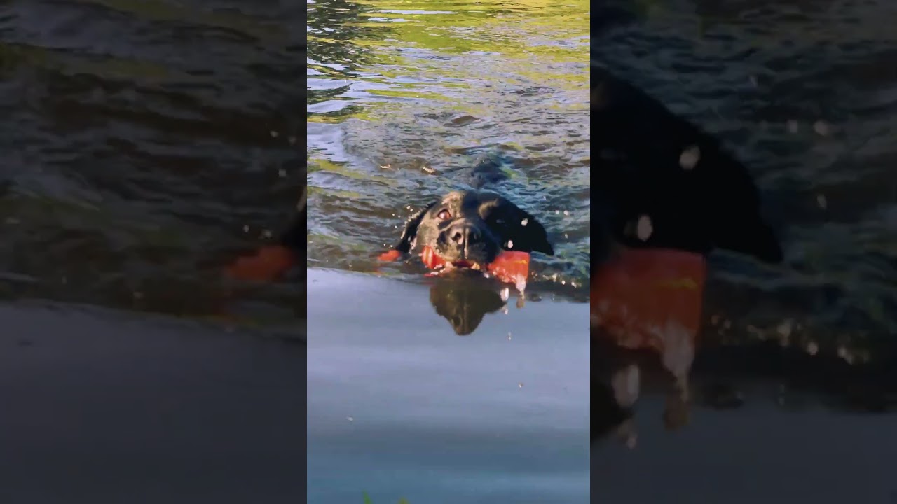 Dog Comets Bobber Roze 2025 Dog Comets Bobber Roze - Afbeelding 6