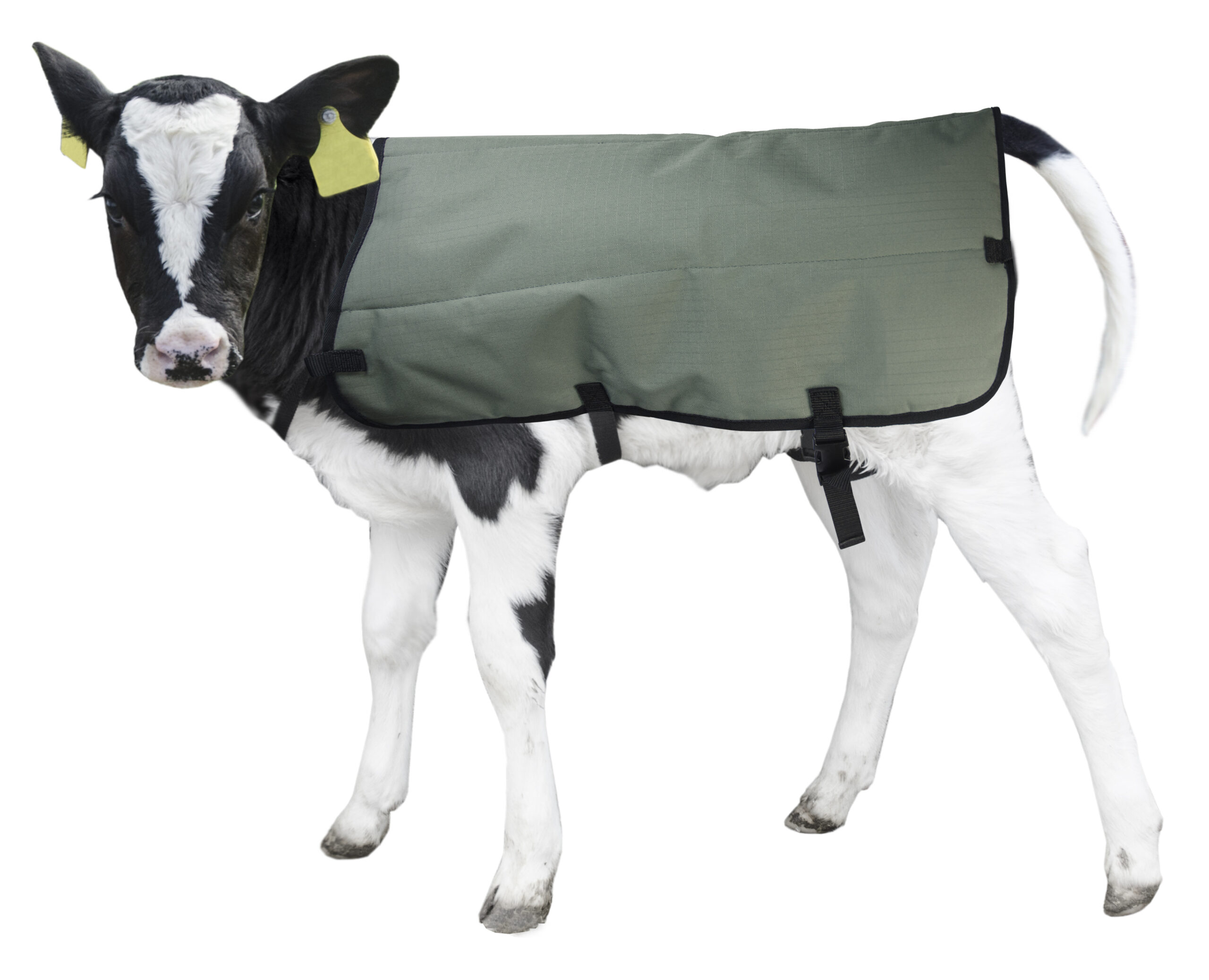 Calf Coat Kalverdek (Private Label) 70 cm 2025 Calf Coat Kalverdek (Private Label) 70 cm - Afbeelding 4