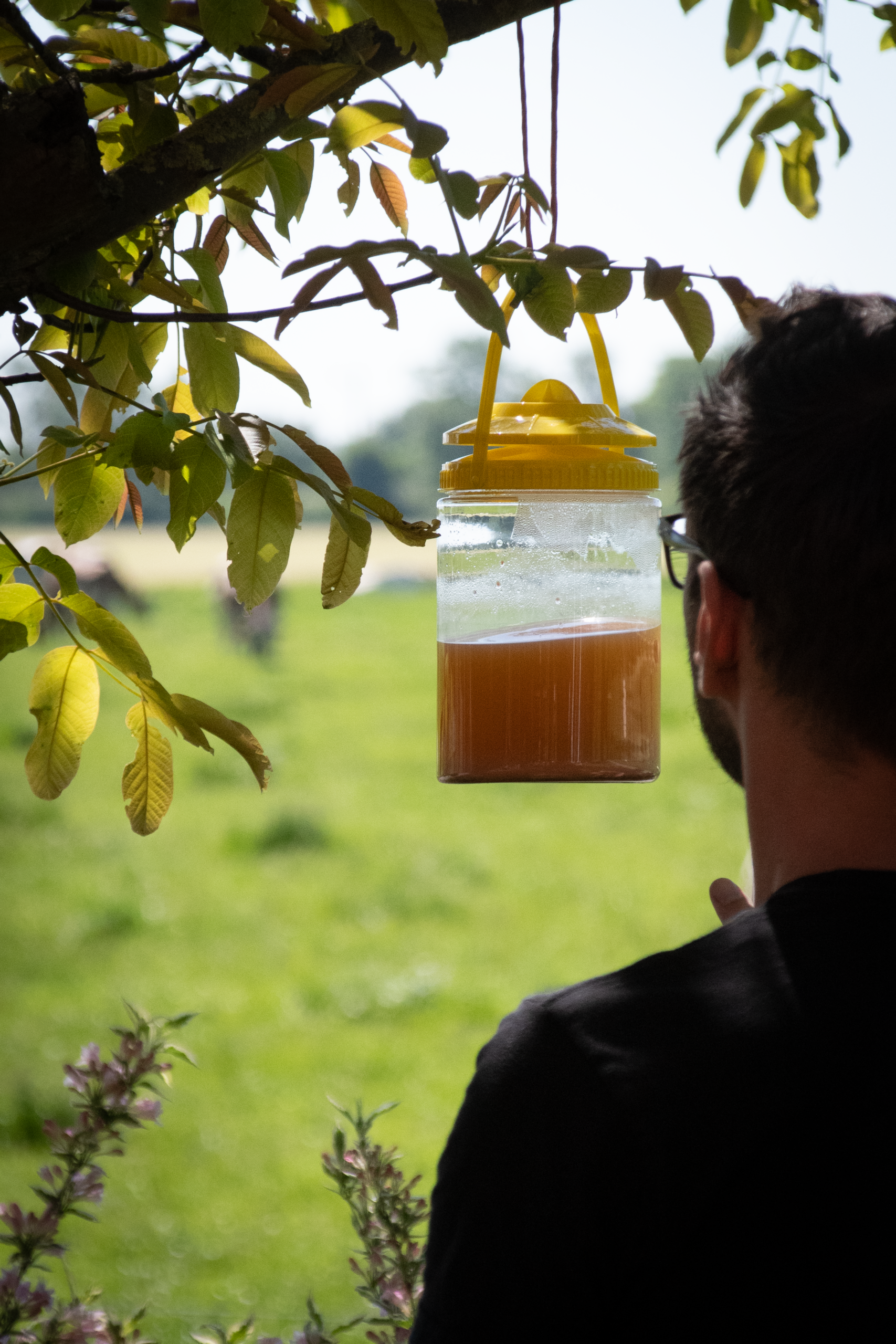 Knock Pest FlyNip VliegenVal 2025 Knock Pest FlyNip VliegenVal - Afbeelding 3