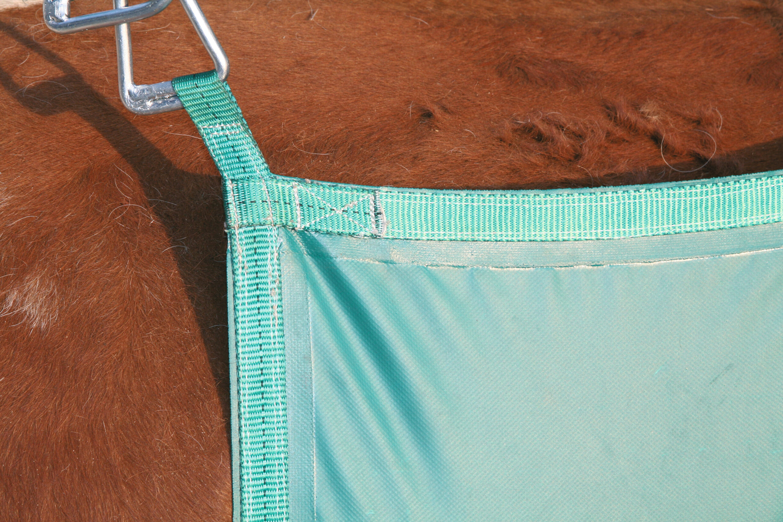 Koelifter 2025 Koelifter