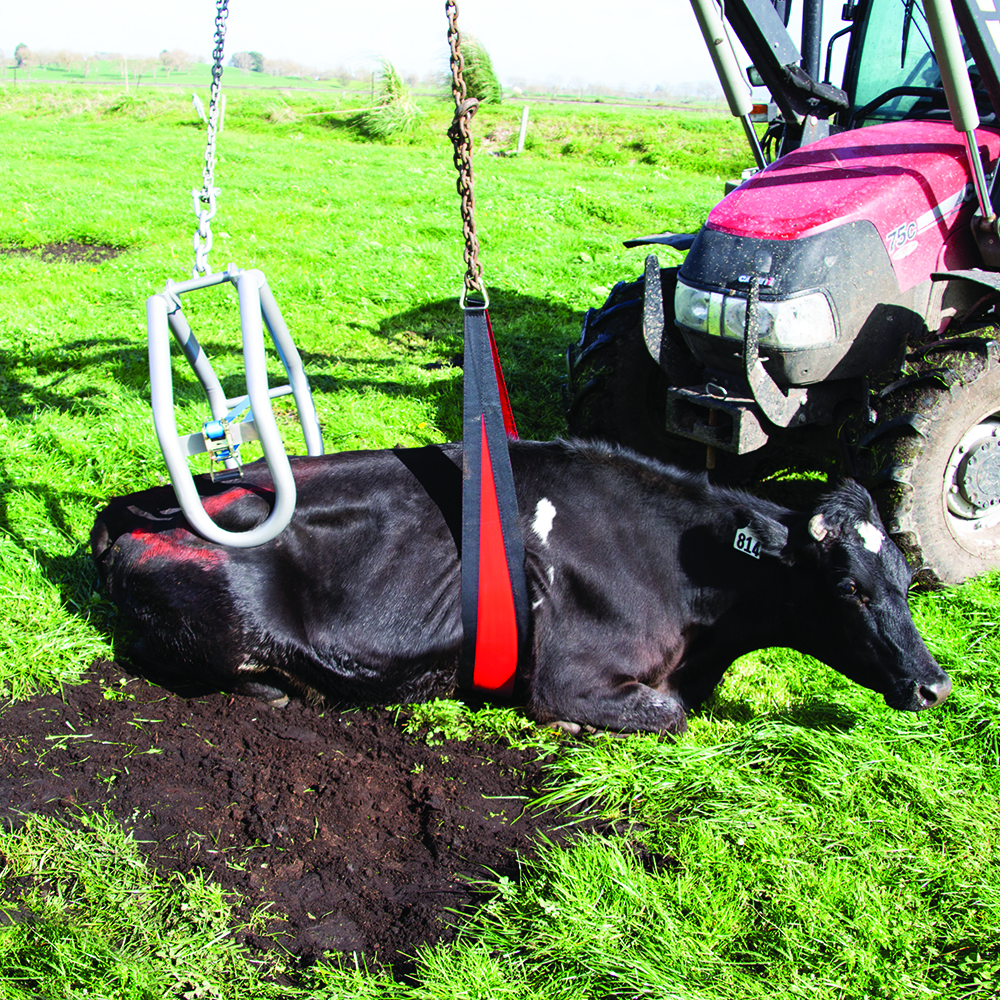 Koelifter Belly Strap Front Lift 2,4 meter 2025 Koelifter Belly Strap Front Lift 2,4 meter - Afbeelding 2