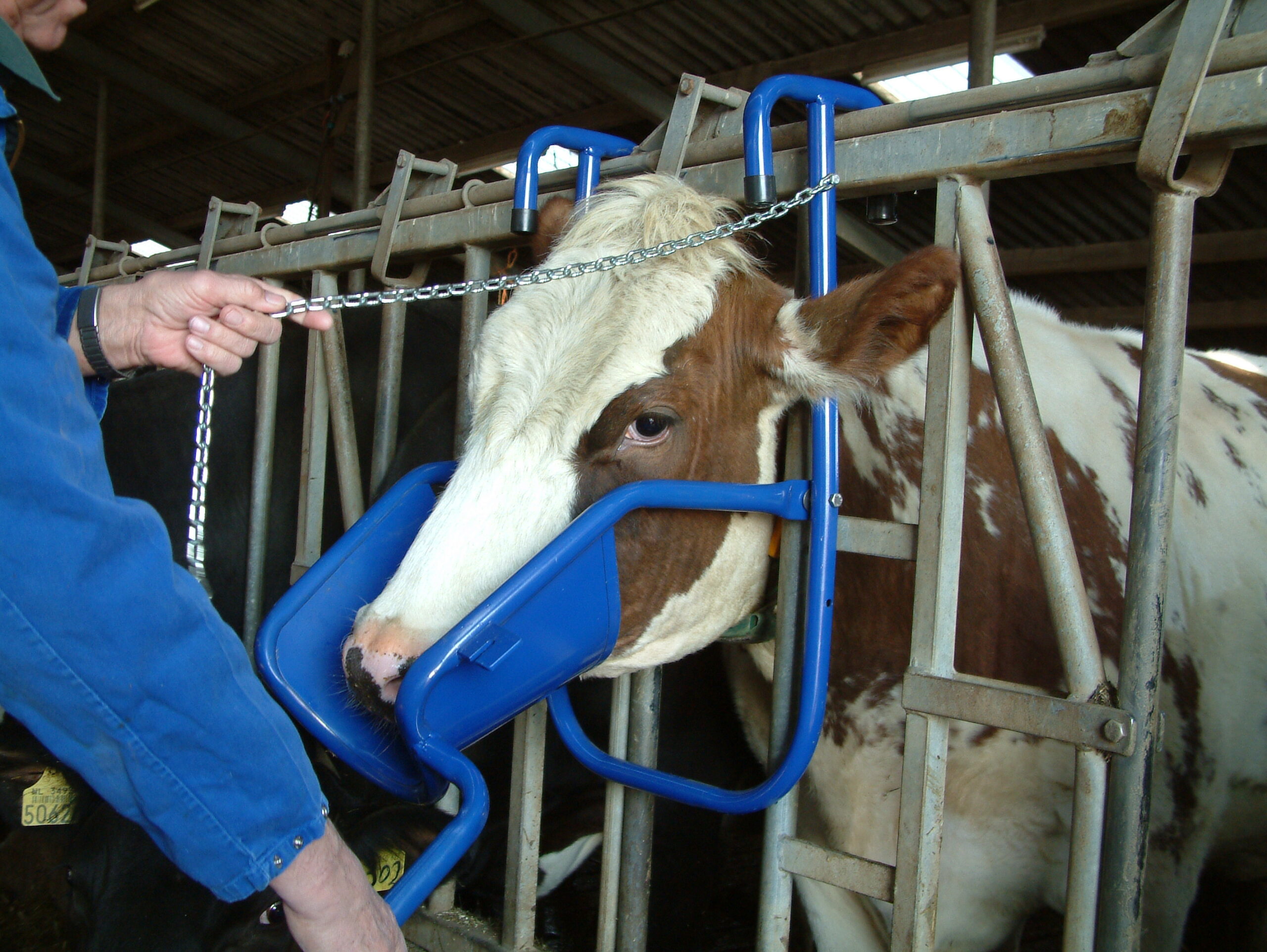Vink Kopheffer 2025 Vink Kopheffer - Afbeelding 2