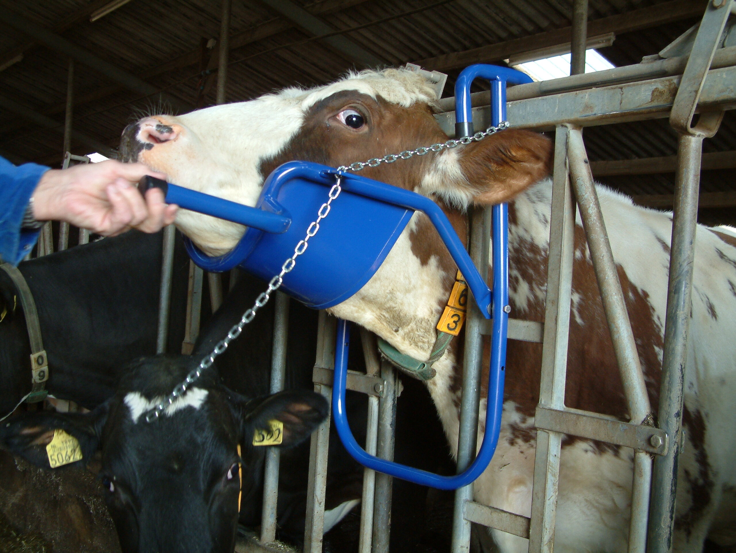 Vink Kopheffer 2025 Vink Kopheffer - Afbeelding 5