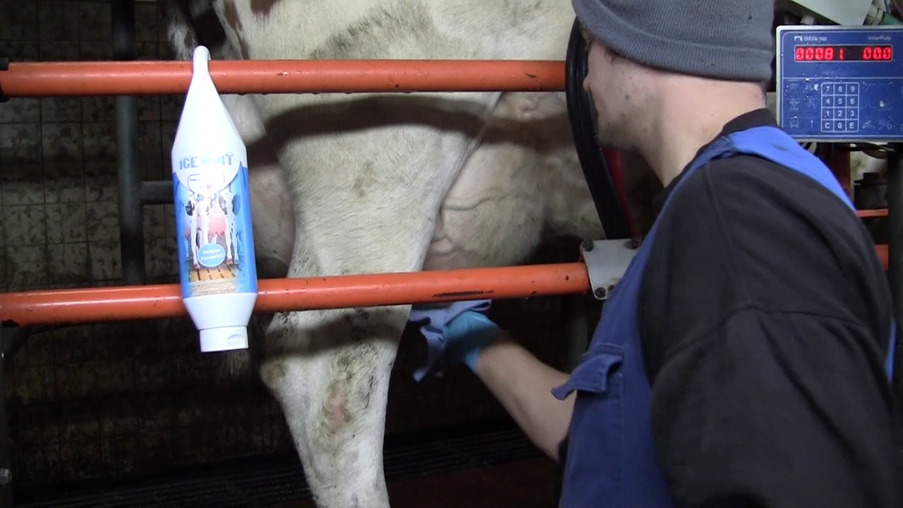 Ice Mint Gel Sta en hangtube 1 l 2025 Ice Mint Gel Sta en hangtube 1 l - Afbeelding 2