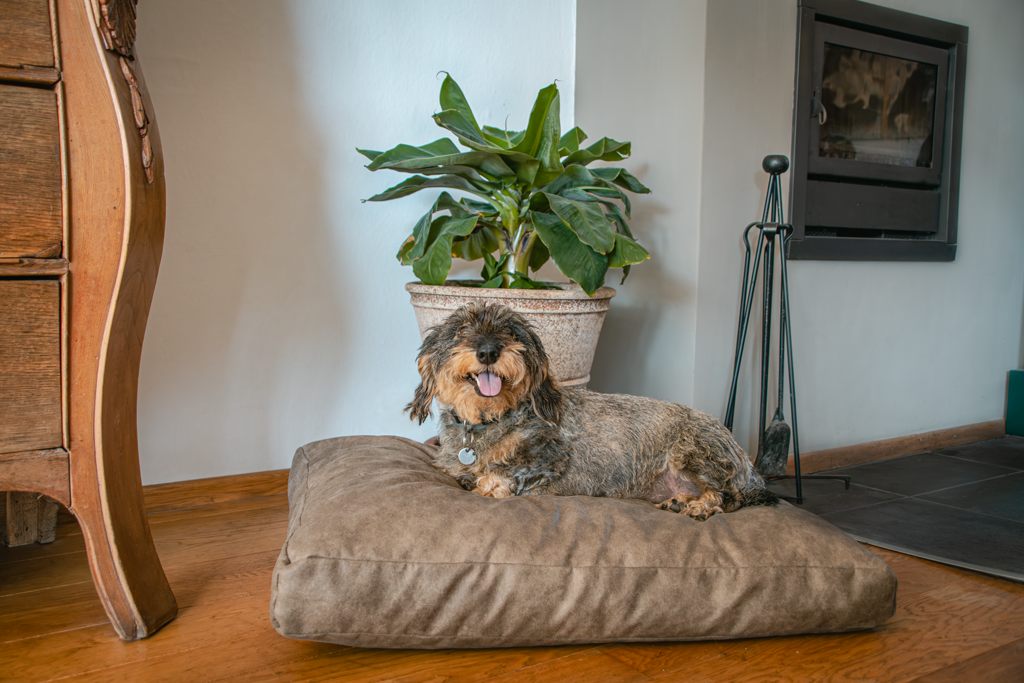 Let's Sleep Plush Pillow Hondenkussen L Antraciet 2025 Let's Sleep Plush Pillow Hondenkussen L Antraciet - Afbeelding 2