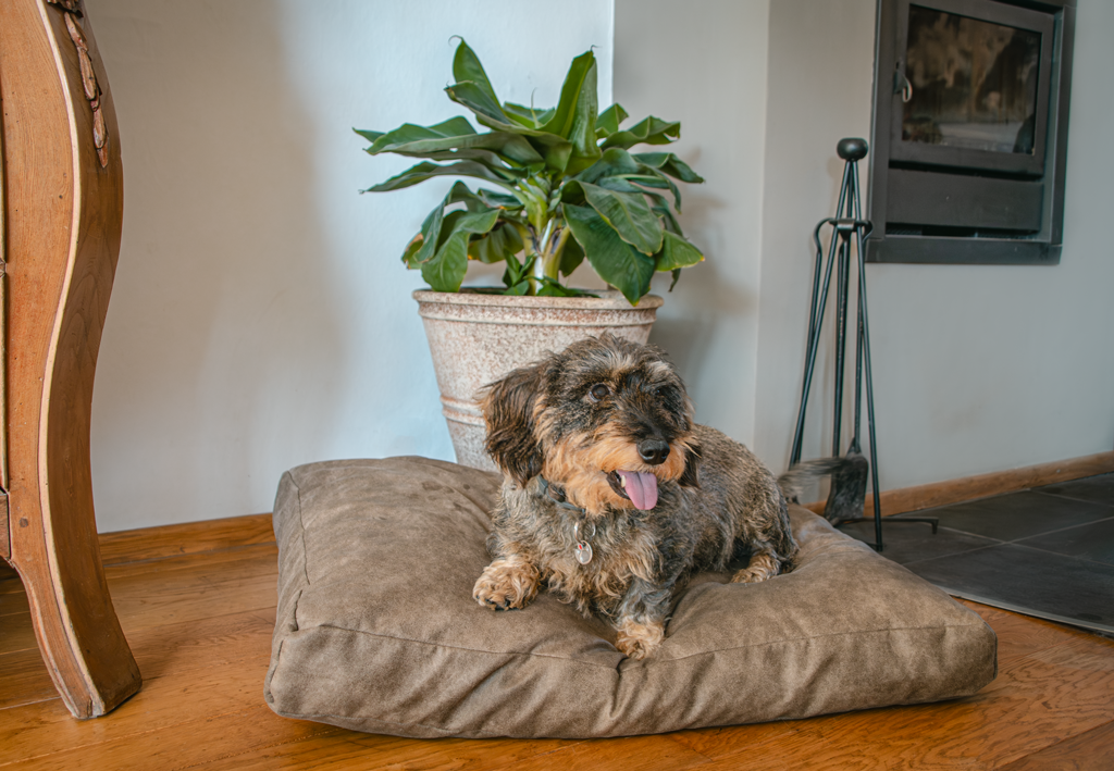 Let's Sleep Plush Pillow Hondenkussen L Antraciet 2025 Let's Sleep Plush Pillow Hondenkussen L Antraciet - Afbeelding 3