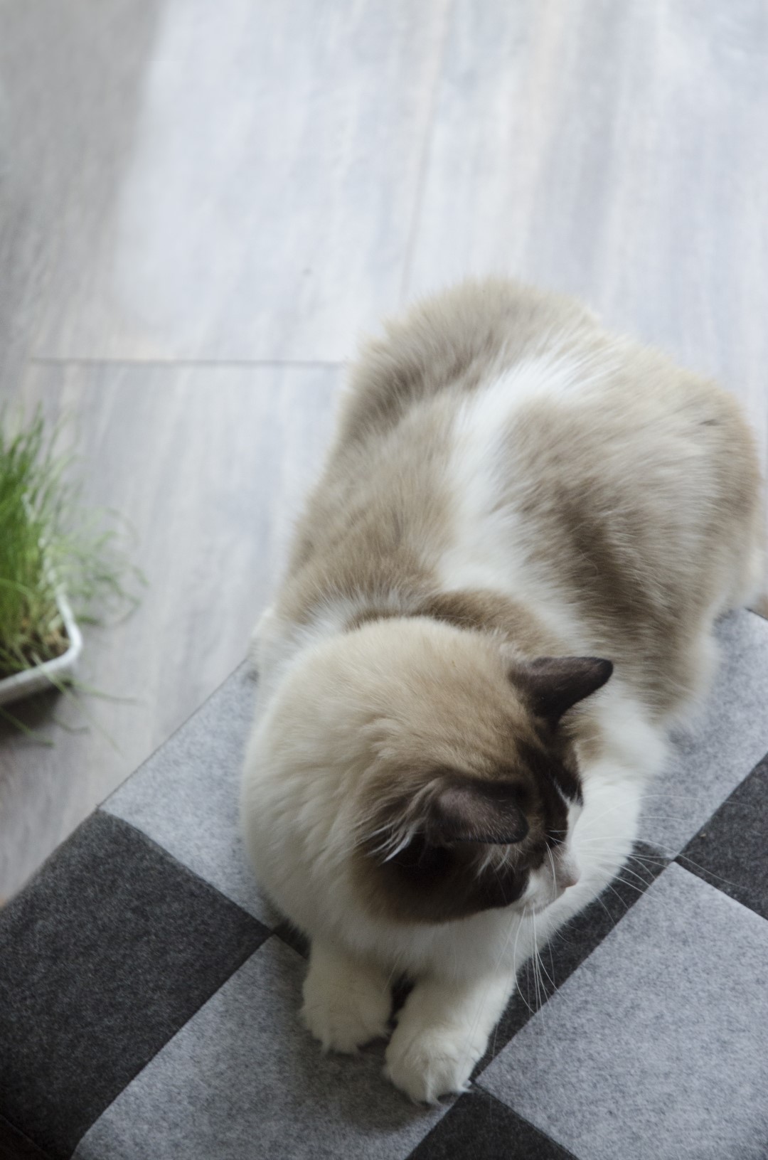 Let's sleep Pet Cube Licht/Donker Grijs 2025 Let's sleep Pet Cube Licht/Donker Grijs - Afbeelding 3