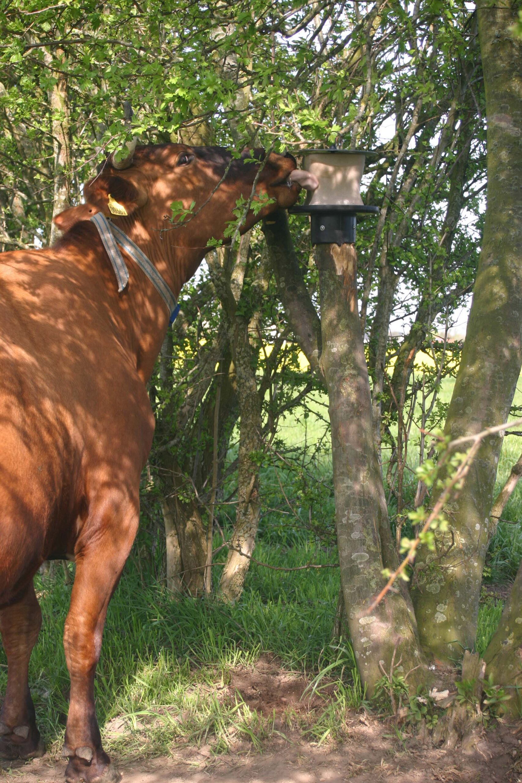 vPlast Liksteenhouder Paal 2025 vPlast Liksteenhouder Paal - Afbeelding 4