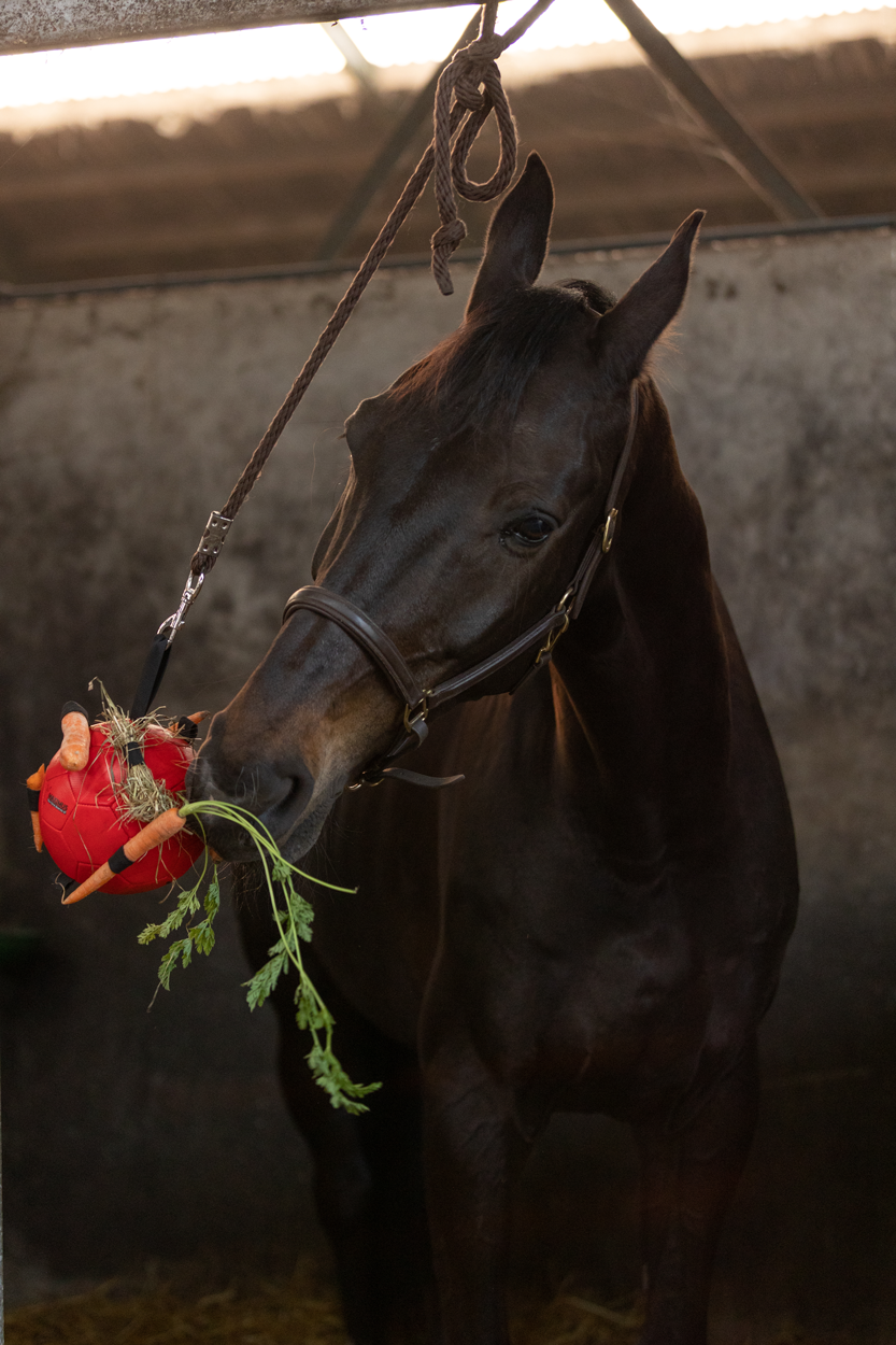 Excellent Horse Fun Play Ball Roze 2025 Excellent Horse Fun Play Ball Roze - Afbeelding 5