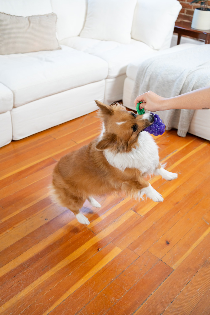 Outward Hound Dental Grapes 2025 Outward Hound Dental Grapes - Afbeelding 4