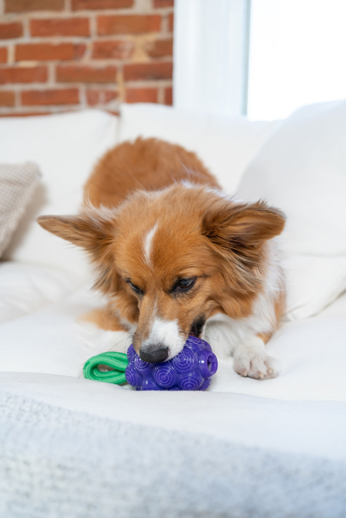 Outward Hound Dental Grapes 2025 Outward Hound Dental Grapes - Afbeelding 5