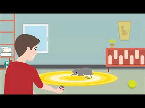 RelaxoPet PRO Kat 2025 RelaxoPet PRO Kat - Afbeelding 4