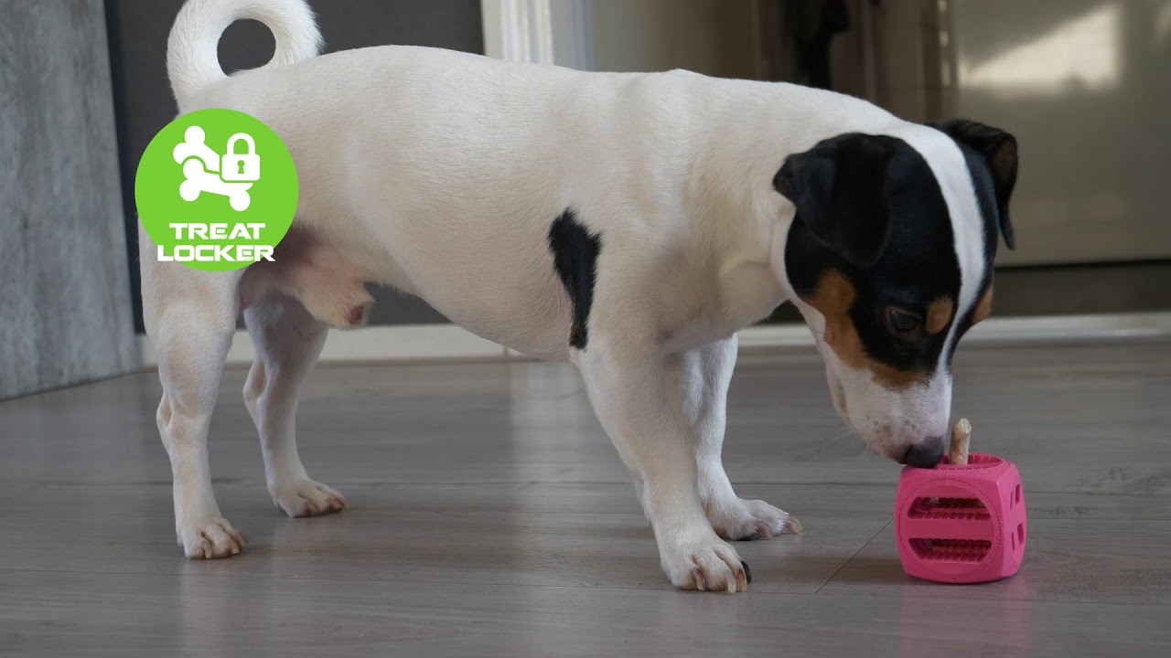 Dog Comets Pollux Oranje 2025 Dog Comets Pollux Oranje - Afbeelding 3