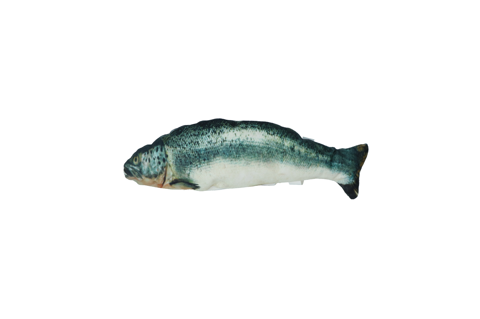 Robocat Zalm 2025 Robocat Zalm - Afbeelding 2