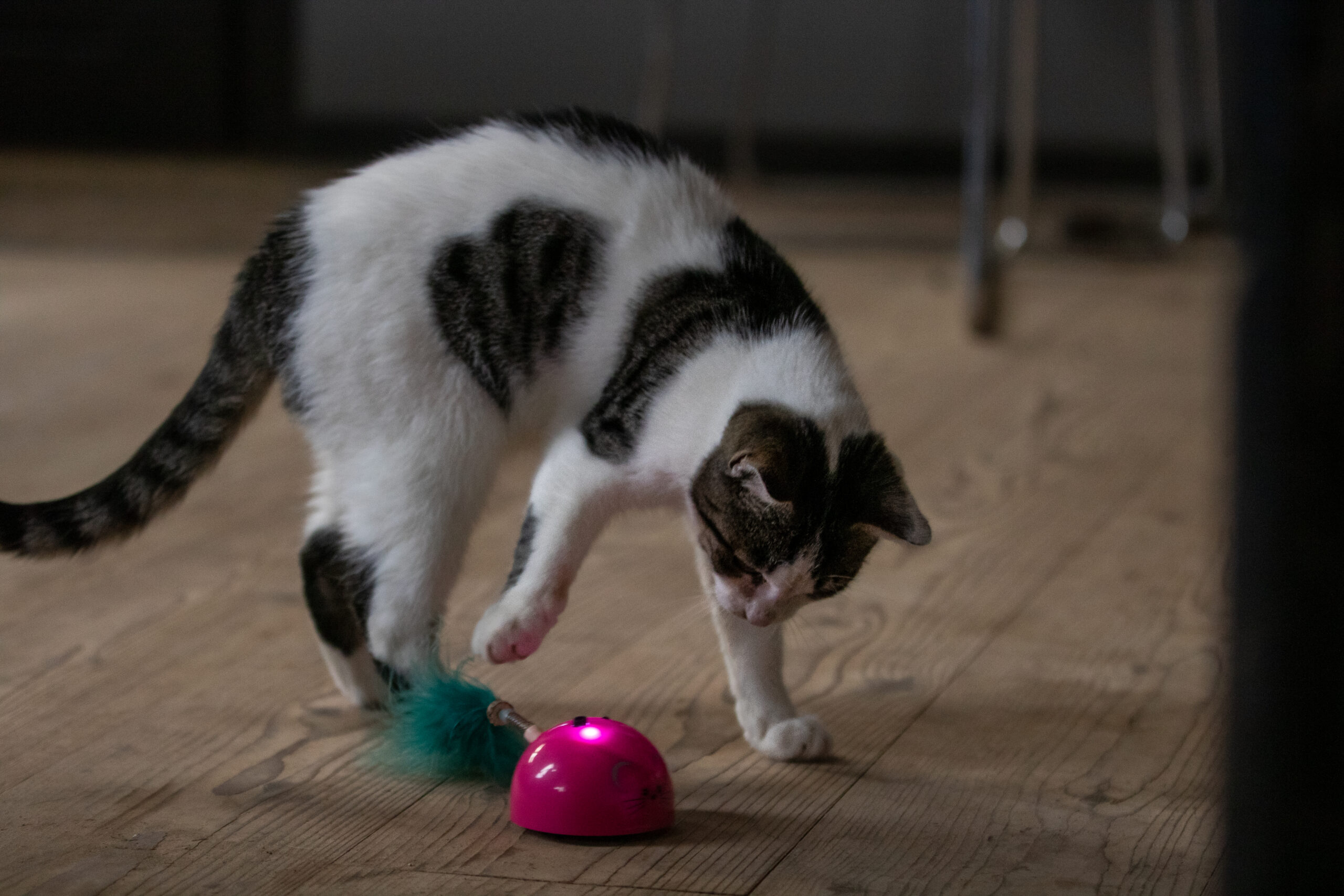Robocat Muis Roze 2025 Robocat Muis Roze - Afbeelding 5