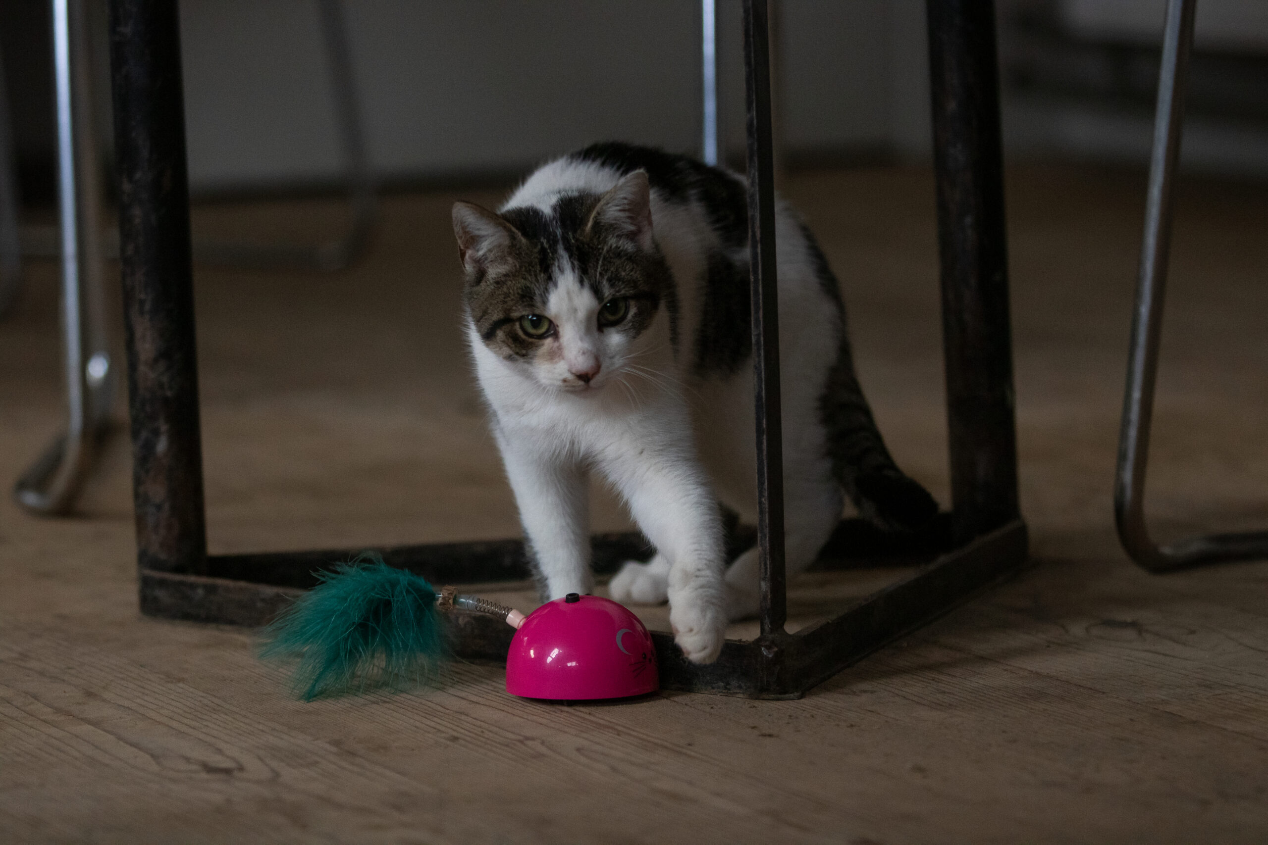 Robocat Muis Roze 2025 Robocat Muis Roze - Afbeelding 4