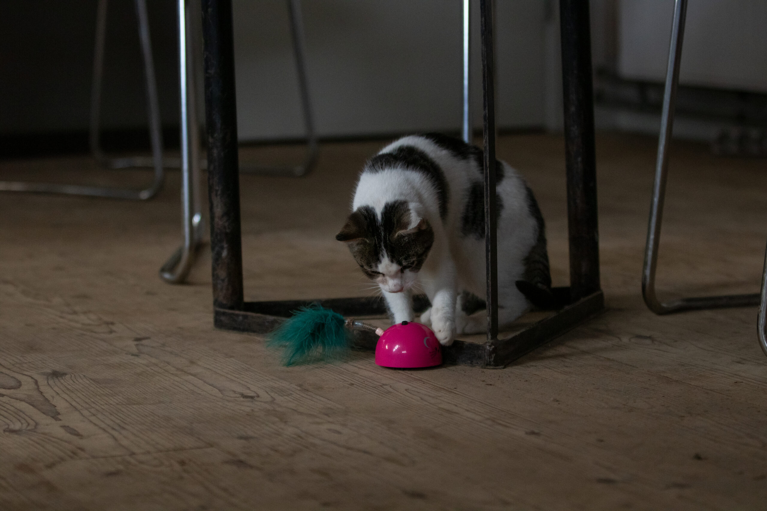 Robocat Muis Roze 2025 Robocat Muis Roze - Afbeelding 6