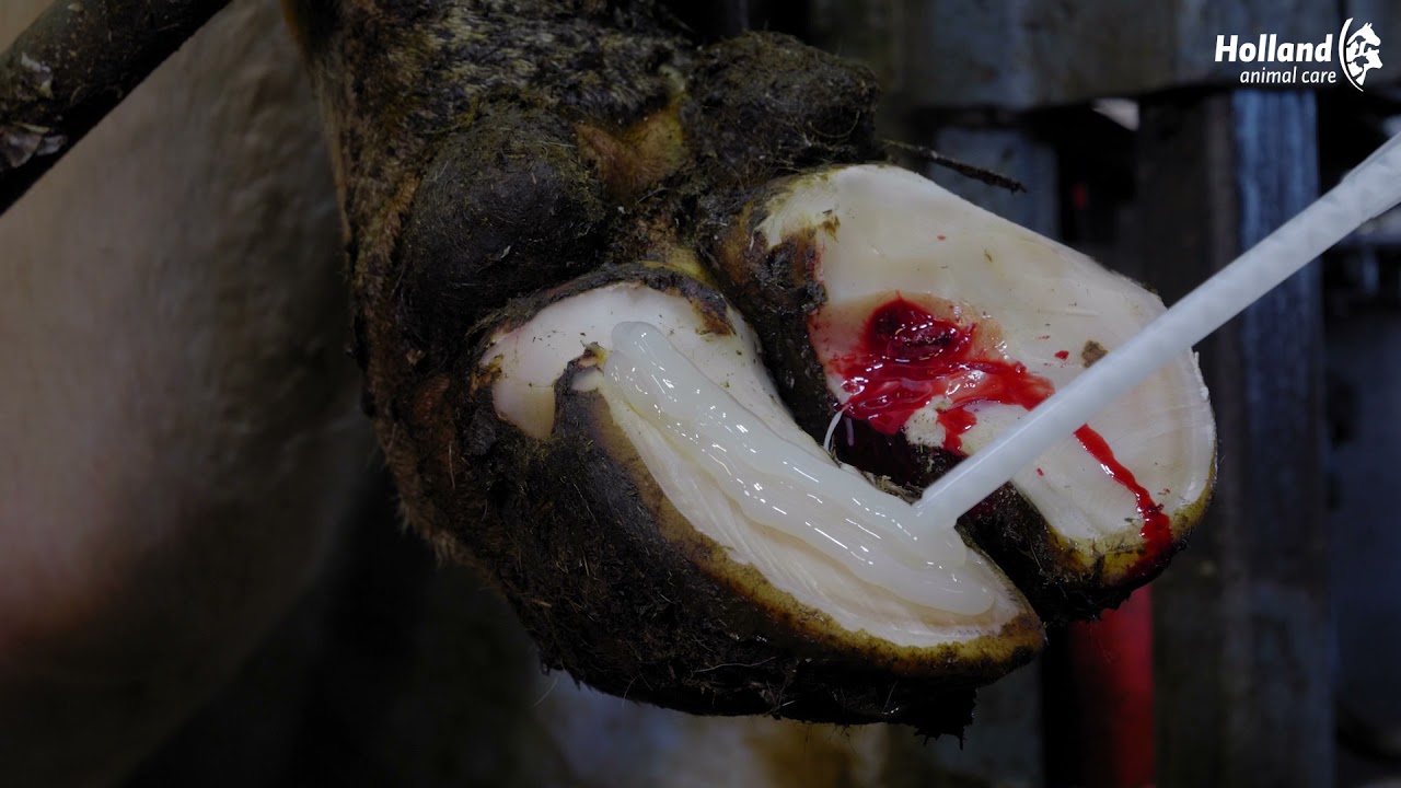 Excellent Easy Hoof Block Hout - 13 cm 2025 Excellent Easy Hoof Block Hout - 13 cm - Afbeelding 2