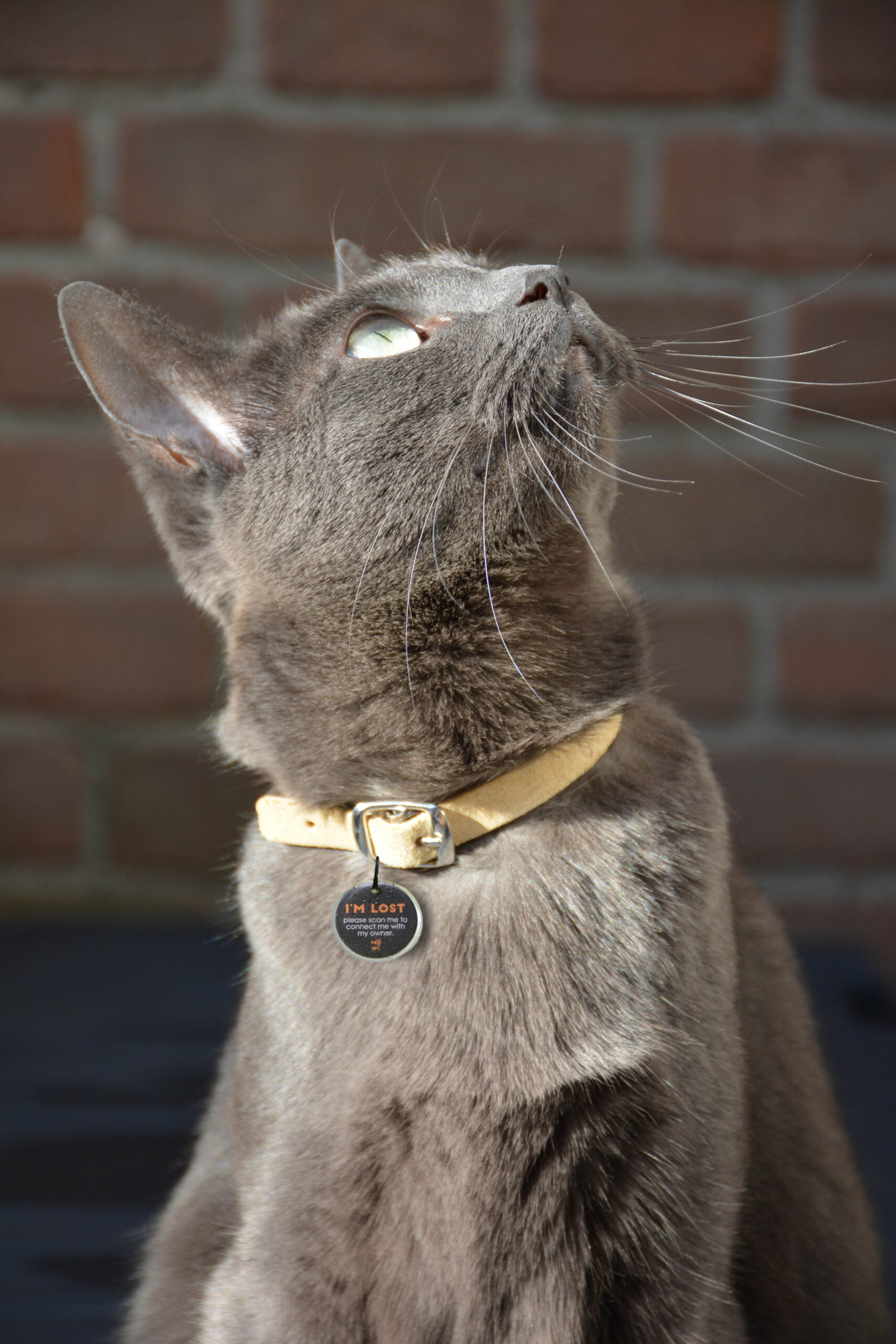 Spotted! Pro Hond & Kat S 2025 Spotted! Pro Hond & Kat S - Afbeelding 3