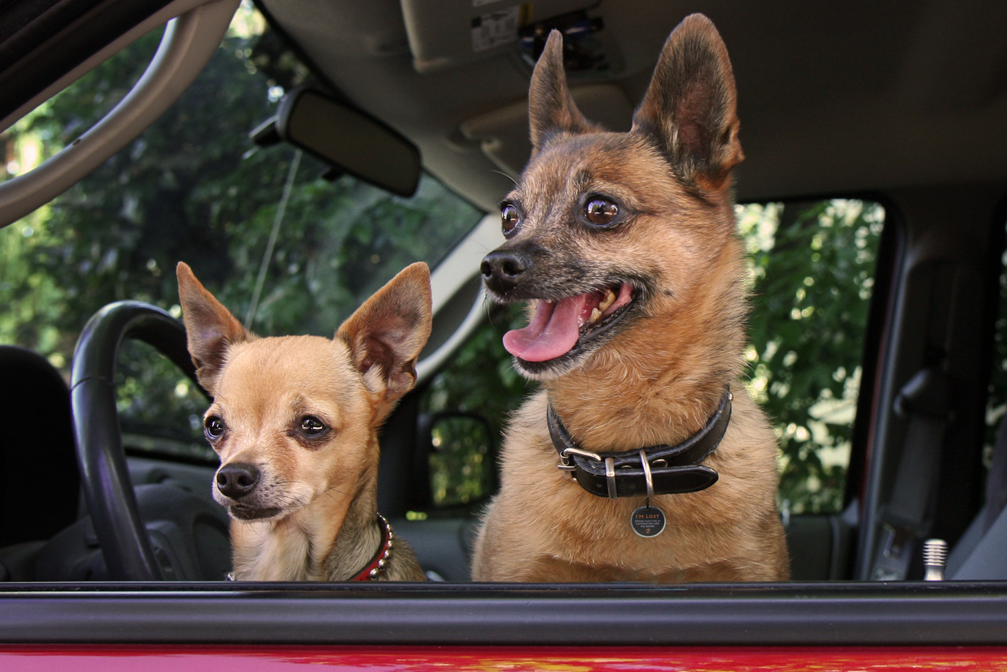 Spotted! Pro Hond & Kat S 2025 Spotted! Pro Hond & Kat S - Afbeelding 5