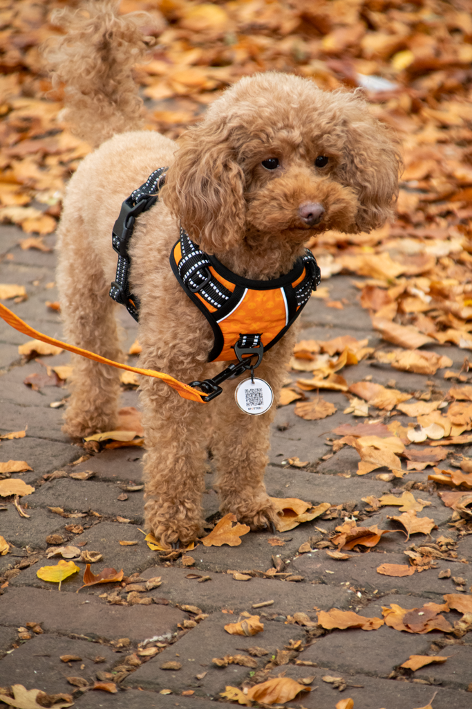 Spotted! Pro No Pull Harnas Oranje XXS 2025 Spotted! Pro No Pull Harnas Oranje XXS - Afbeelding 3