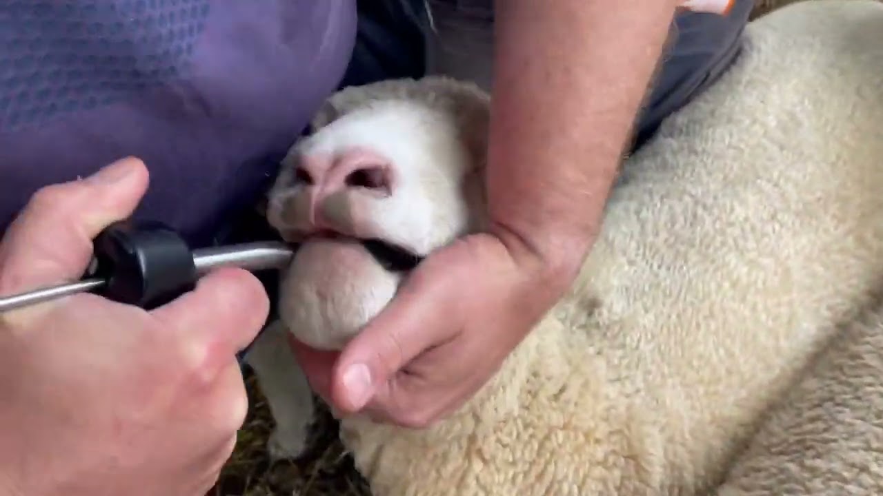 Sheep Bullet Mineralenbolus 10 st 2025 Sheep Bullet Mineralenbolus 10 st - Afbeelding 2