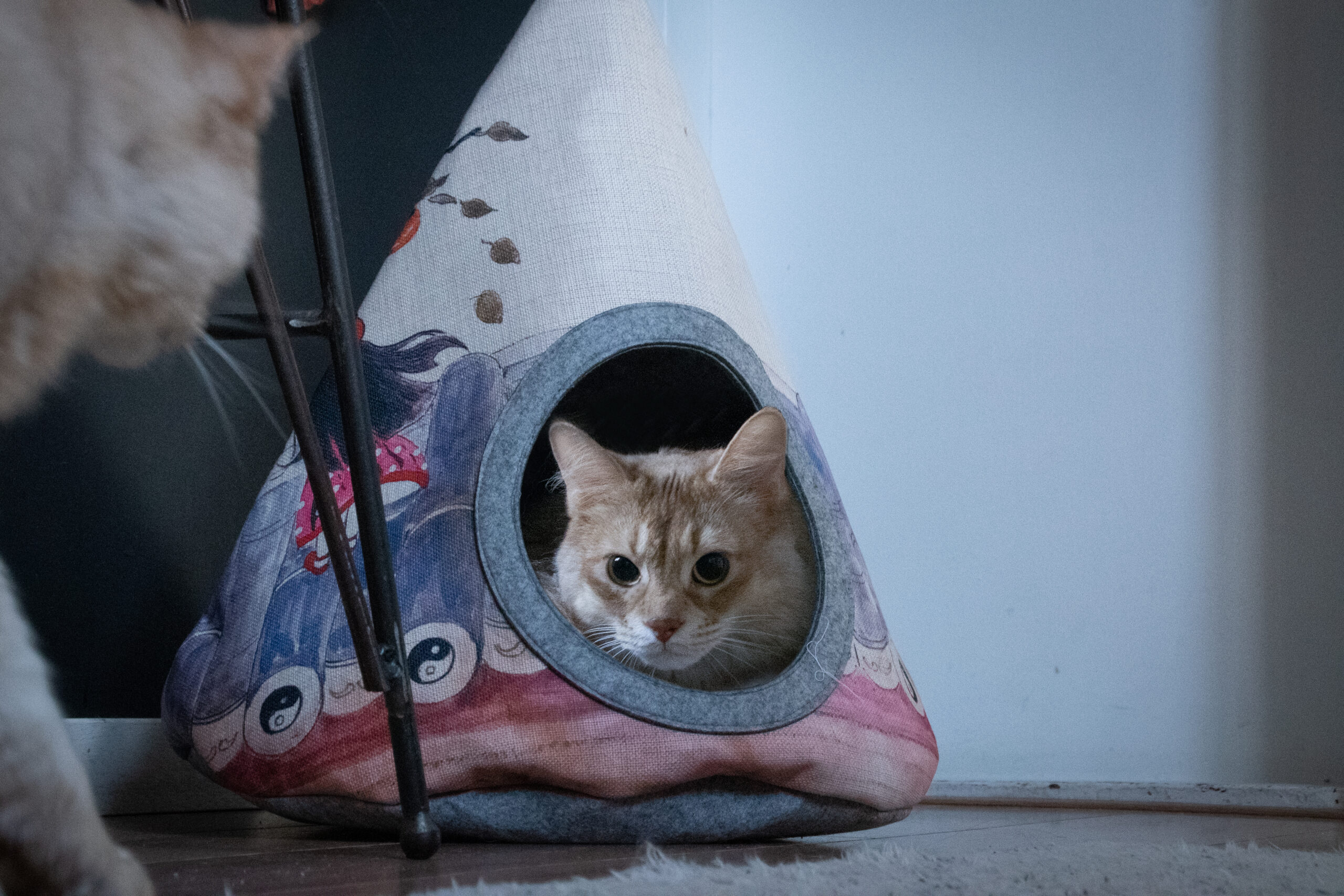 Takara Tipi Yin Yang 2025 Takara Tipi Yin Yang - Afbeelding 2