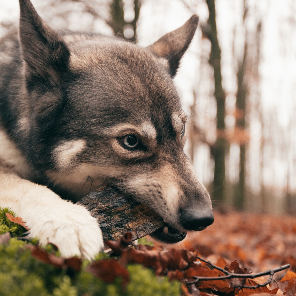 Viking Horn Twist L 2025 Viking Horn Twist L - Afbeelding 3