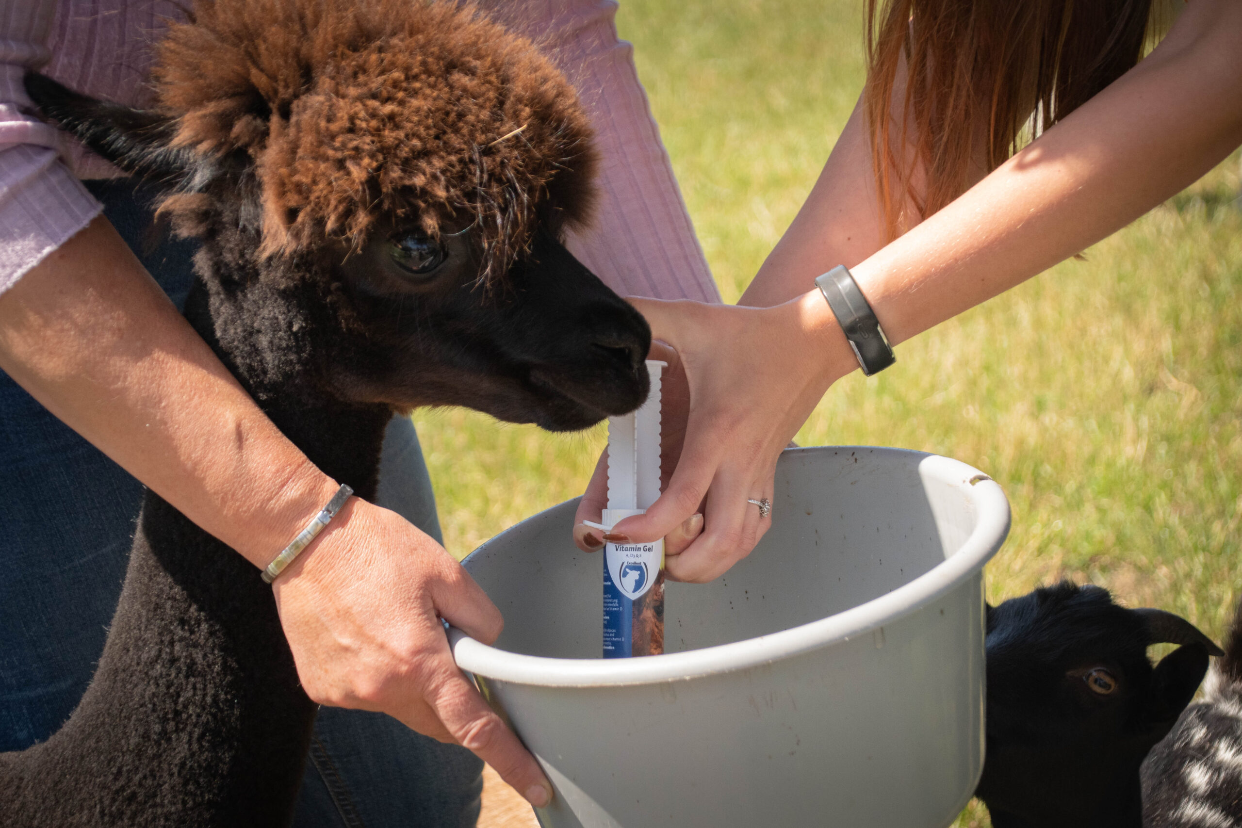 Excellent Vitamine Gel (A, D3 & E) 60 ml 2025 Excellent Vitamine Gel (A, D3 & E) 60 ml - Afbeelding 4