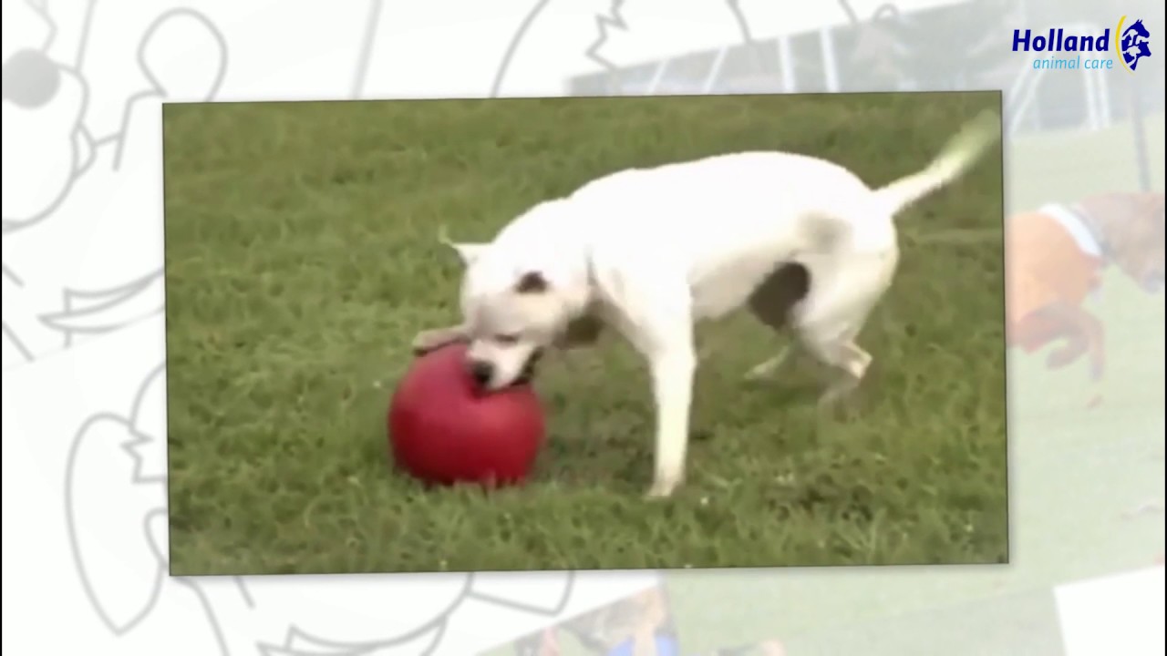 Jolly Push-n-Play Rood L (25 cm) 2025 Jolly Push-n-Play Rood L (25 cm) - Afbeelding 3