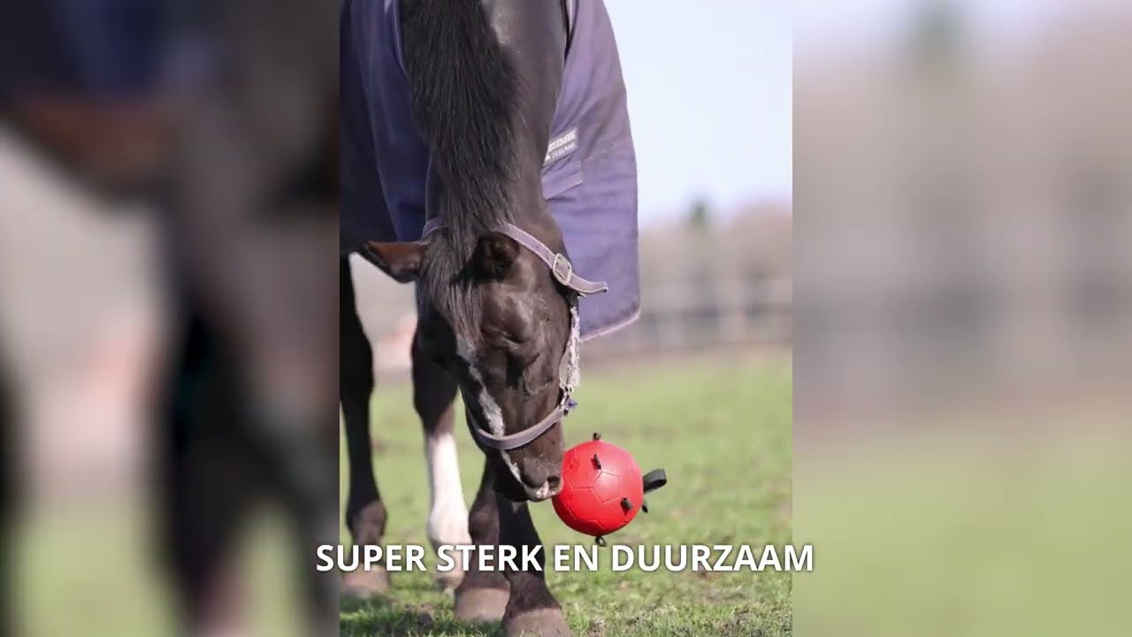 Excellent Horse Fun Play Ball Rood 2025 Excellent Horse Fun Play Ball Rood - Afbeelding 3