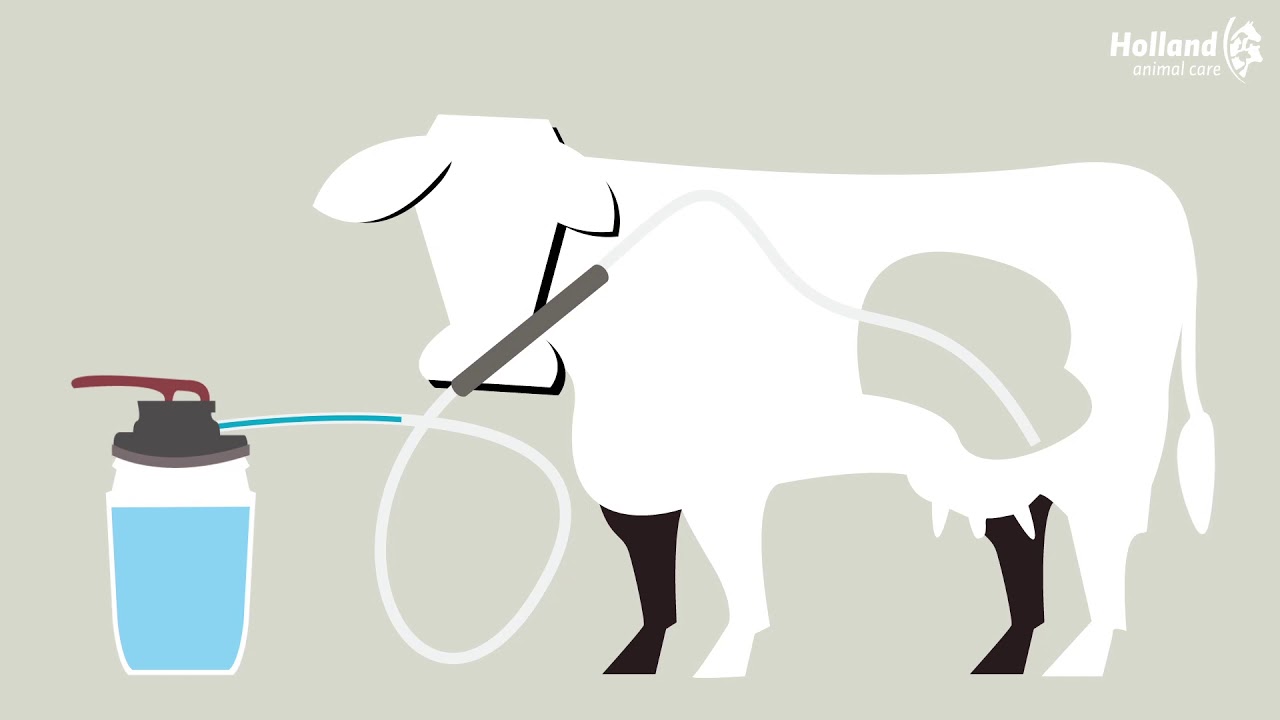 Excellent Cow Drencher 2025 Excellent Cow Drencher - Afbeelding 4