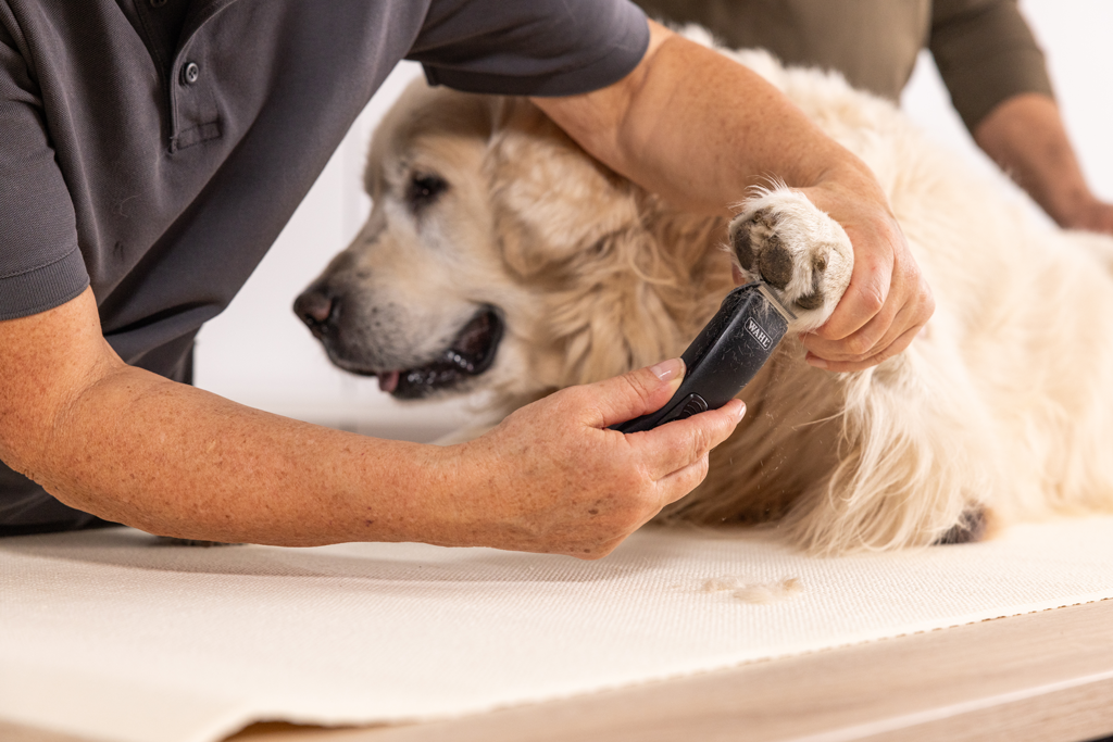 Wahl Prima Tondeuse 2025 Wahl Prima Tondeuse - Afbeelding 5