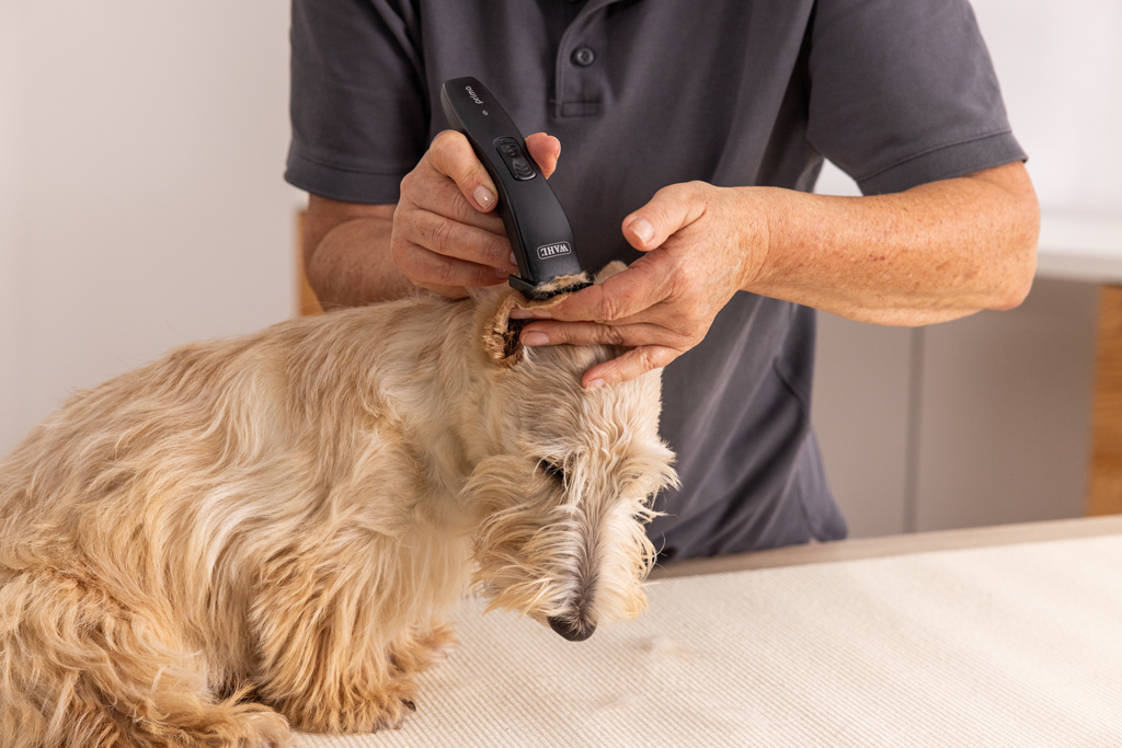 Wahl Prima Tondeuse 2025 Wahl Prima Tondeuse - Afbeelding 6