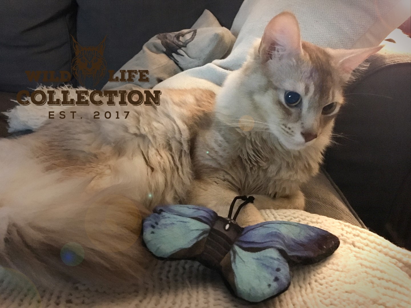 Wild Life Cat Blauwe Vlinder 2025 Wild Life Cat Blauwe Vlinder - Afbeelding 3