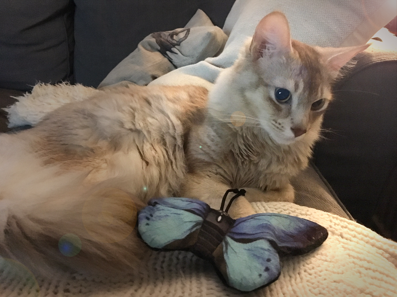 Wild Life Cat Blauwe Vlinder 2025 Wild Life Cat Blauwe Vlinder - Afbeelding 4