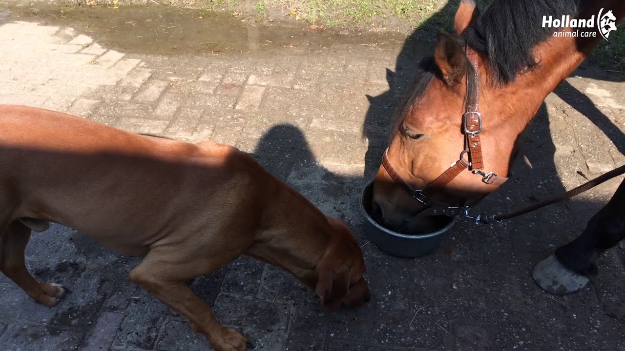 Excellent Horse Total Balance 2,5 l 2025 Excellent Horse Total Balance 2,5 l - Afbeelding 2