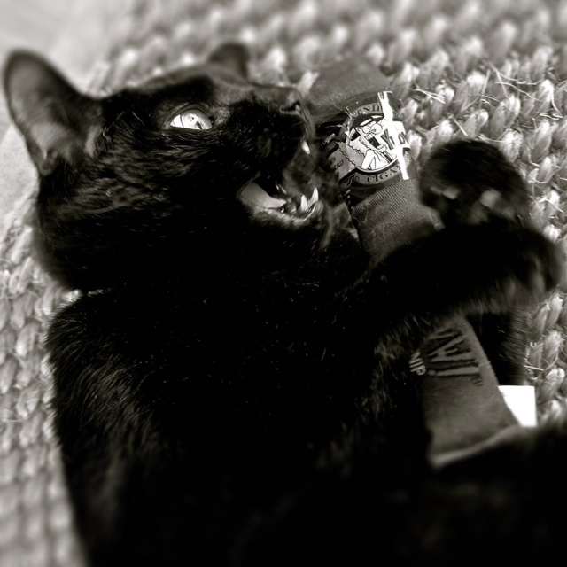 Yeowww! Cigar Bruin 2025 Yeowww! Cigar Bruin - Afbeelding 2