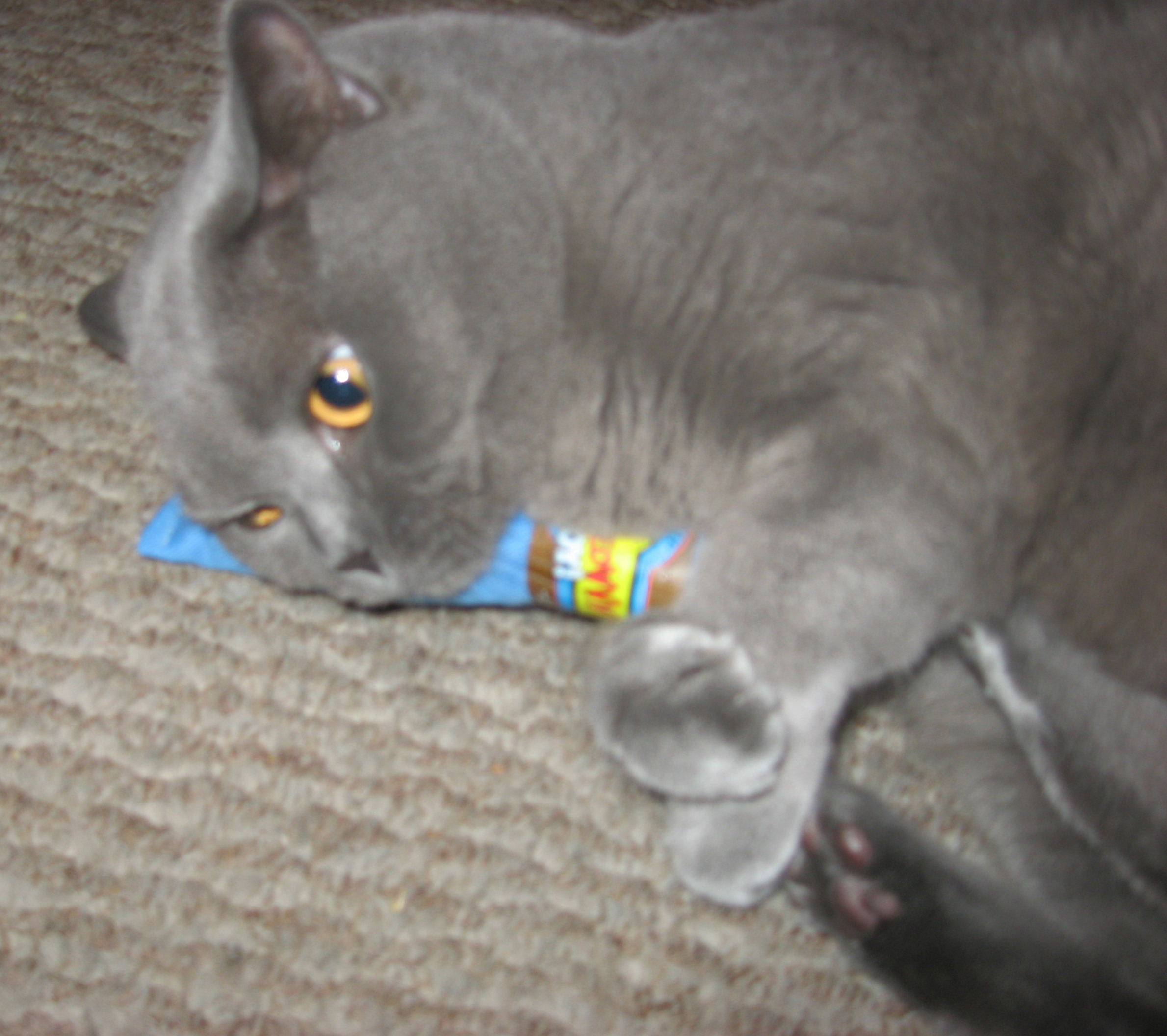 Yeowww! Cigar Blauw 2025 Yeowww! Cigar Blauw - Afbeelding 2