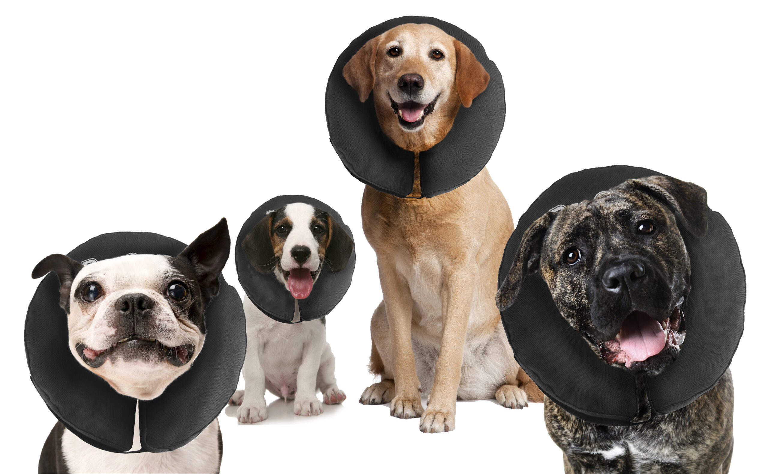 Zenpet ProCollar L 2025 Zenpet ProCollar L - Afbeelding 2