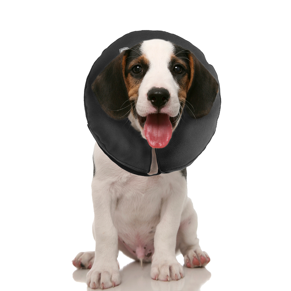 Zenpet ProCollar XS 2025 Zenpet ProCollar XS - Afbeelding 5