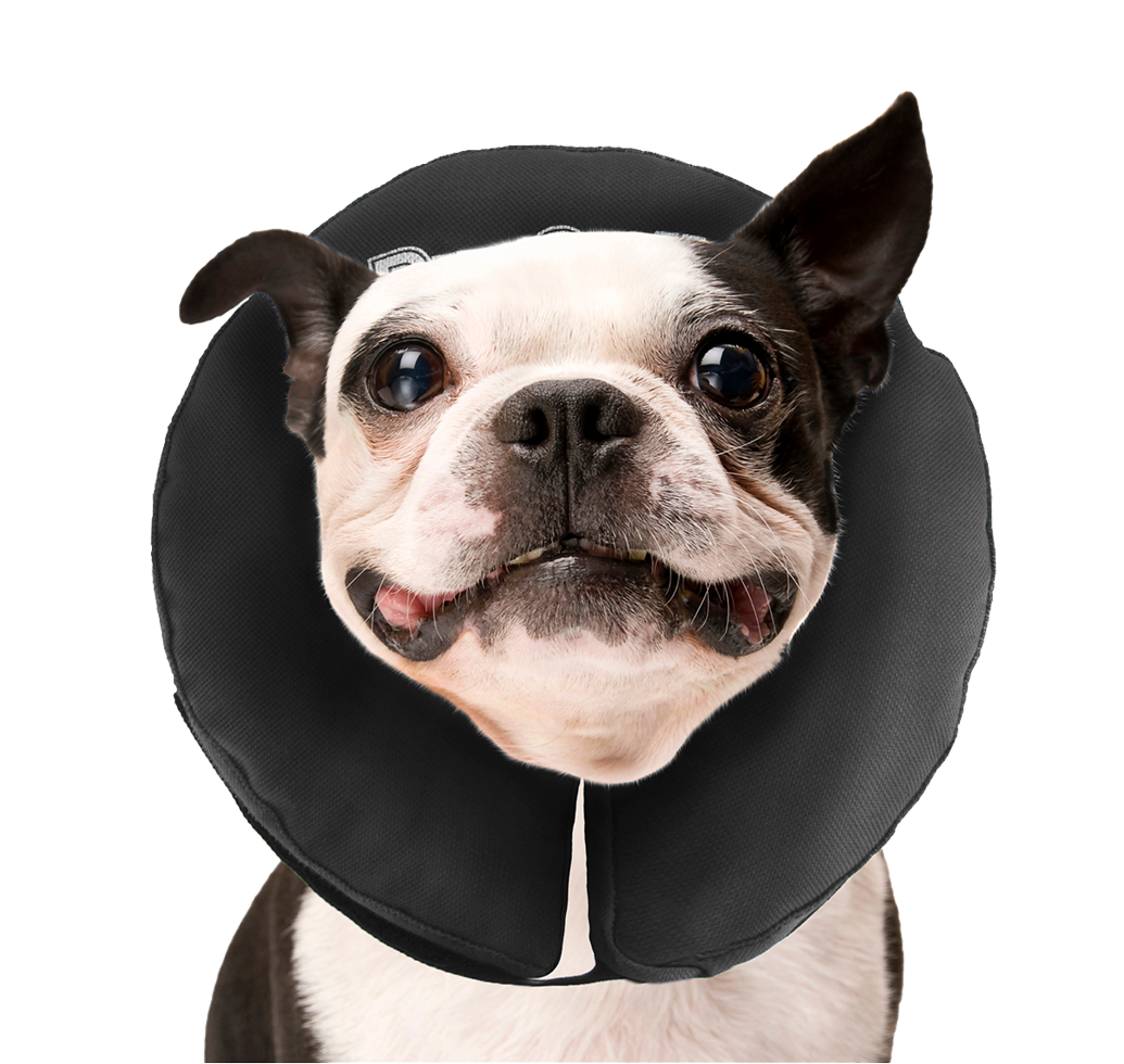 Zenpet ProCollar M 2025 Zenpet ProCollar M - Afbeelding 4