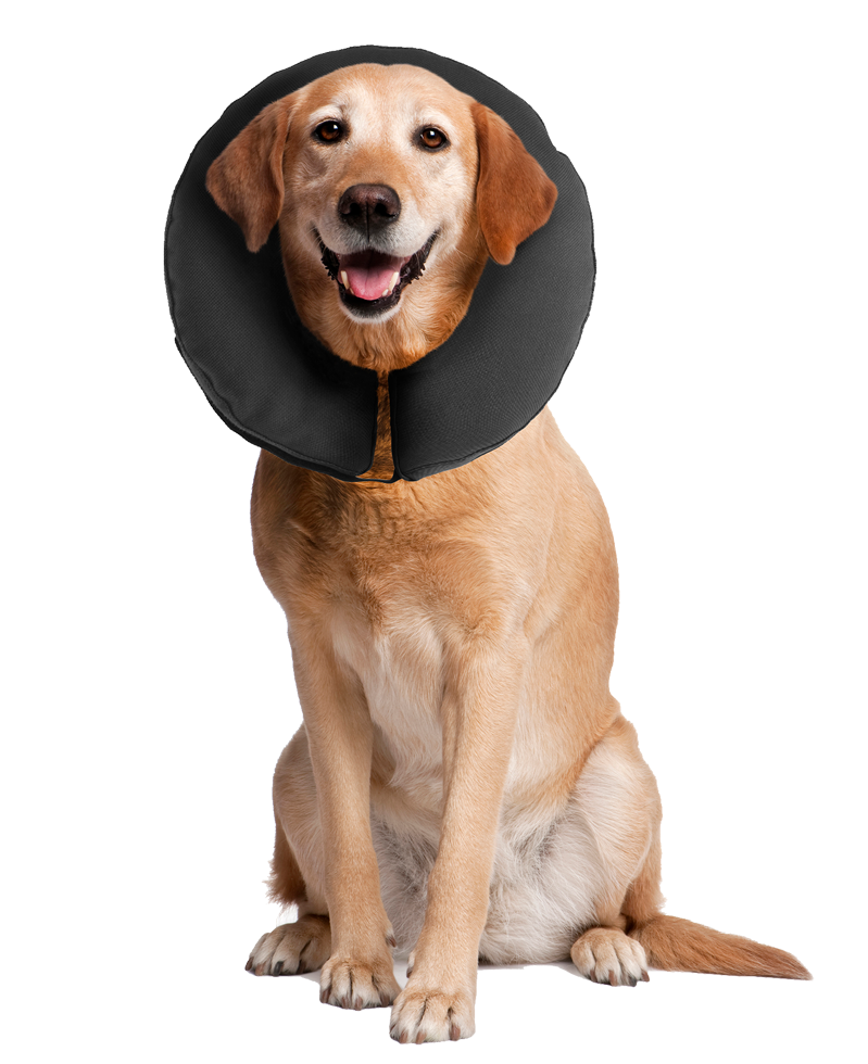 Zenpet ProCollar XL 2025 Zenpet ProCollar XL - Afbeelding 4