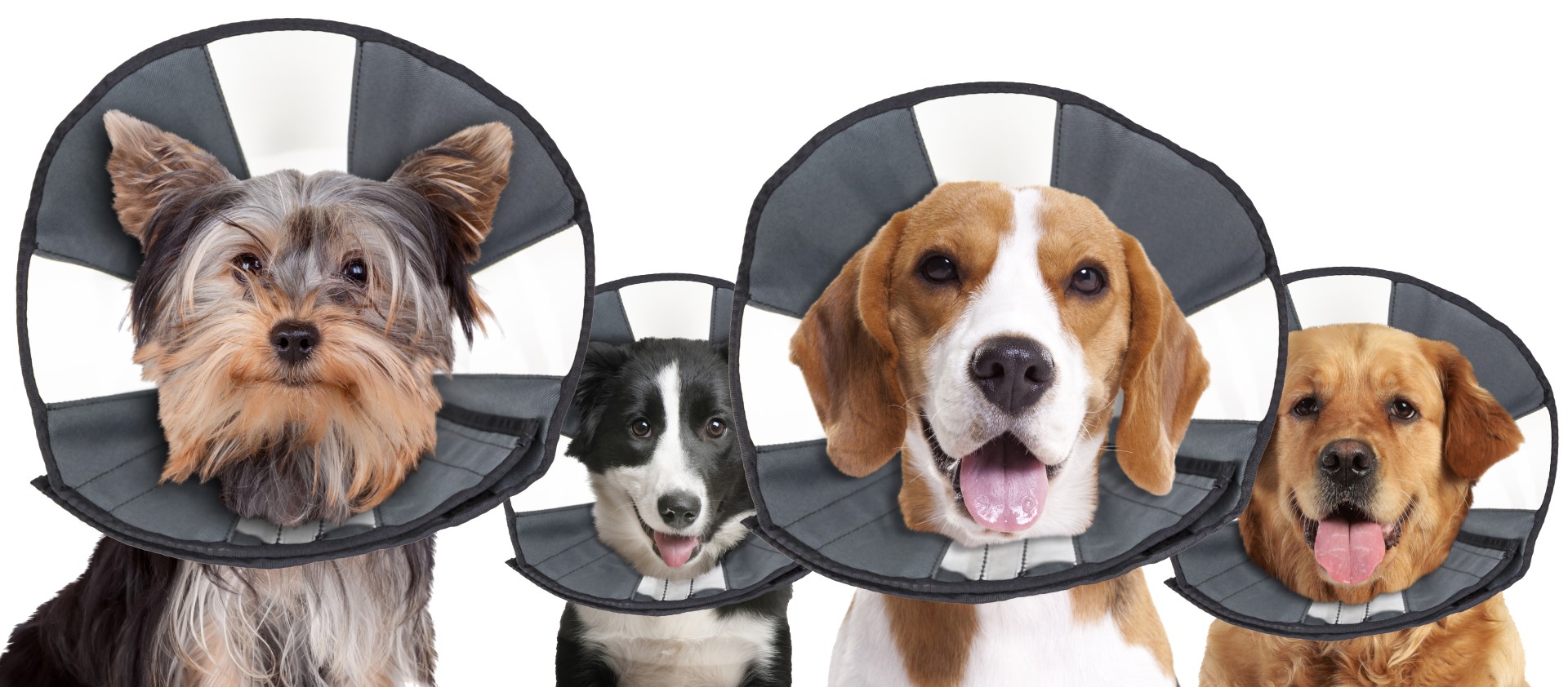 Zenpet Procone L 2025 Zenpet Procone L