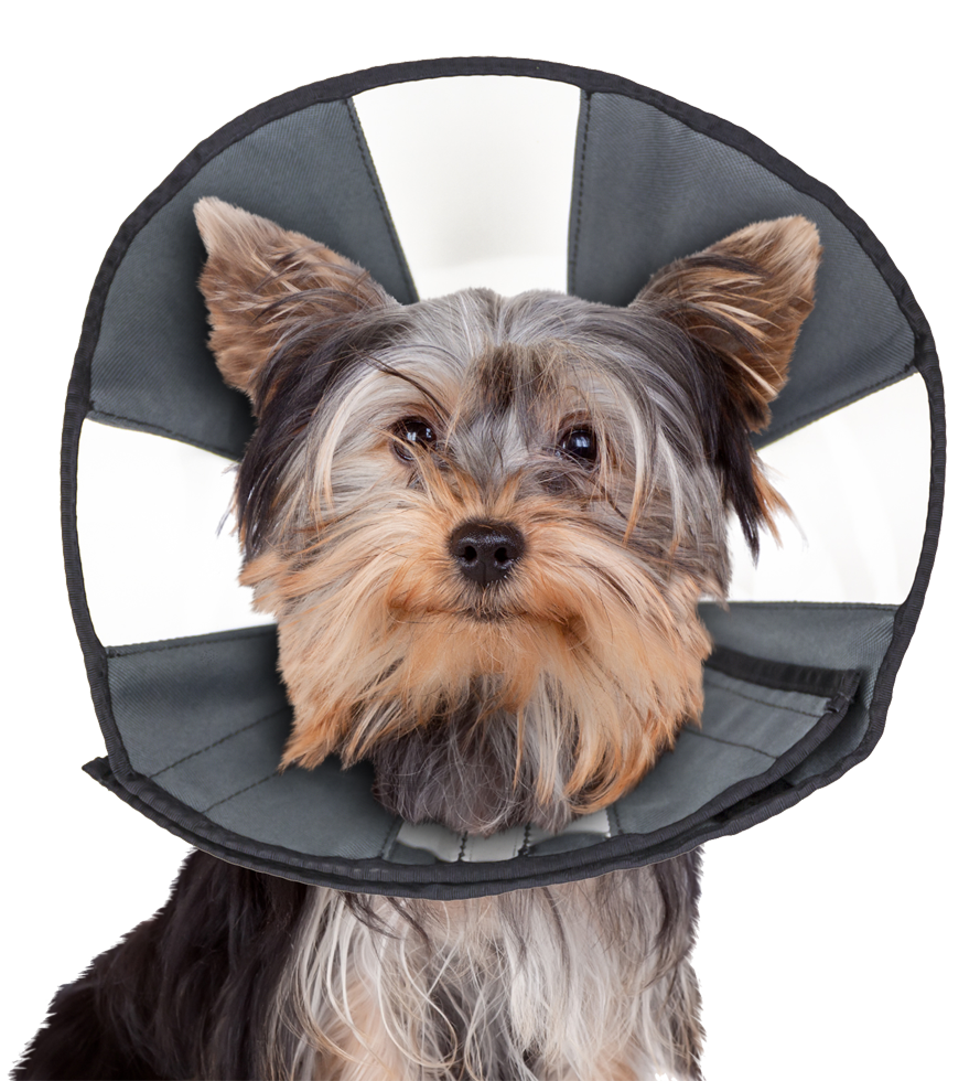 Zenpet Procone S 2025 Zenpet Procone S - Afbeelding 4