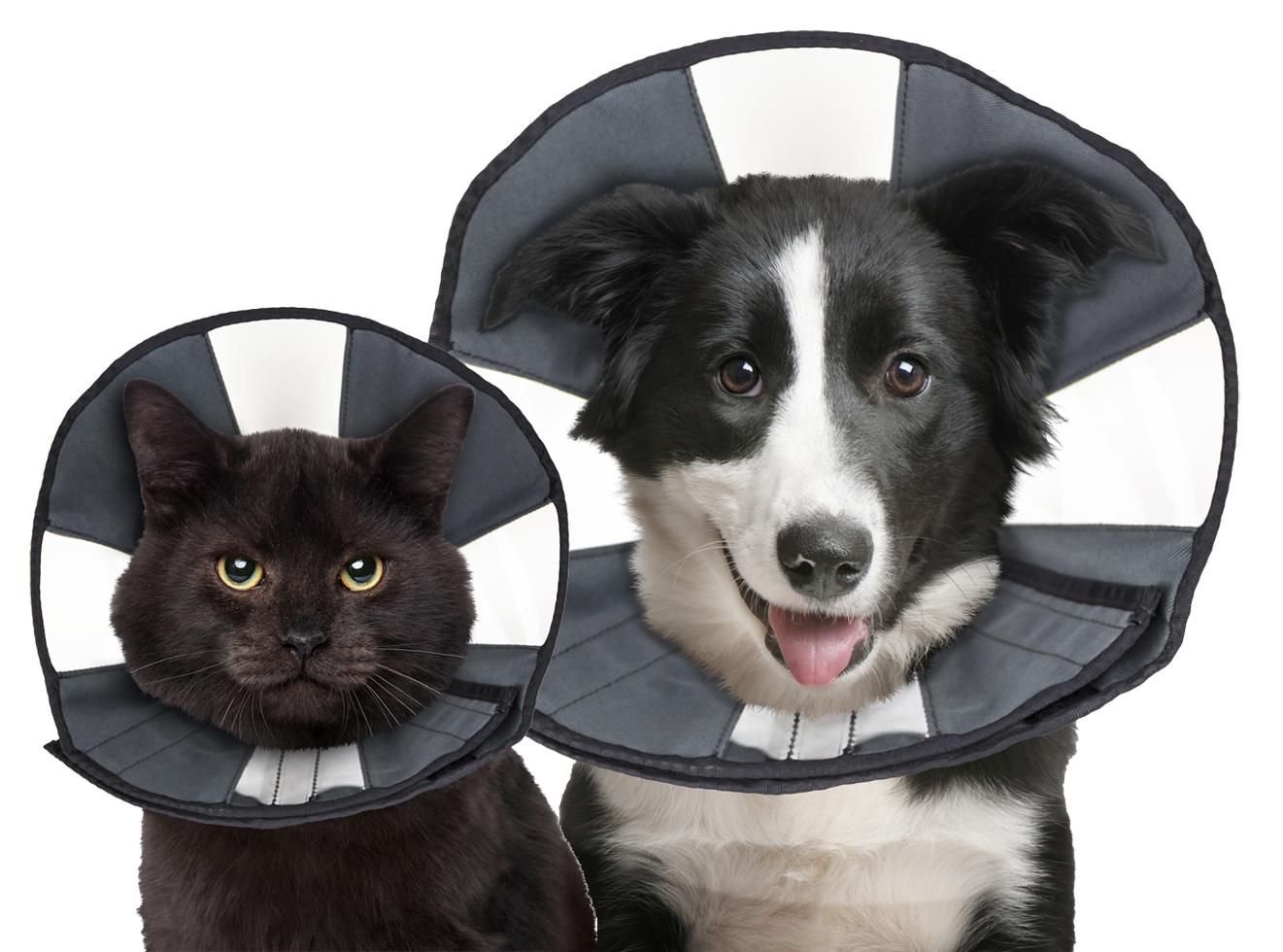 Zenpet Procone L 2025 Zenpet Procone L - Afbeelding 3